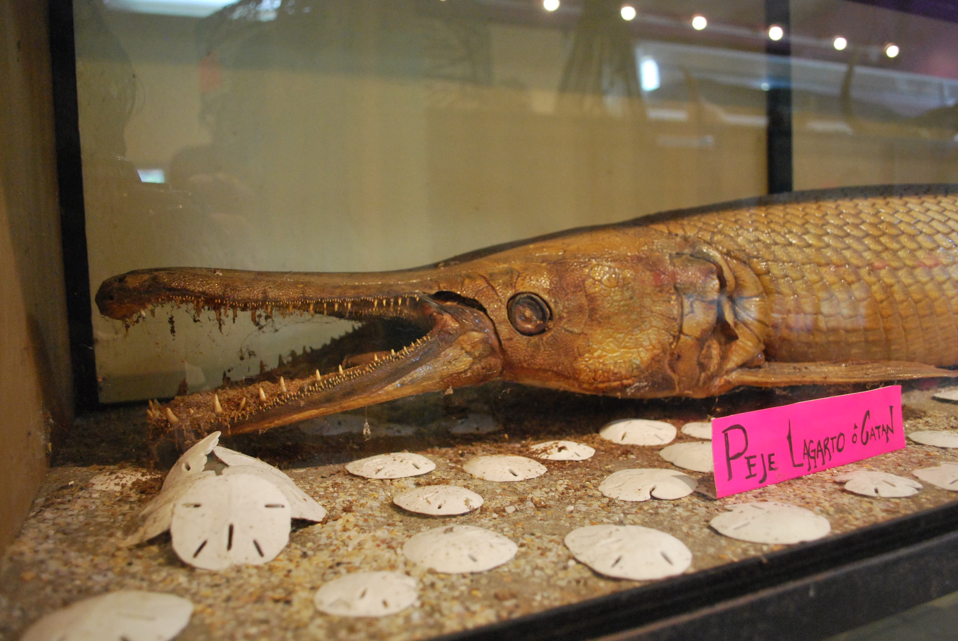 Alligator Gar
