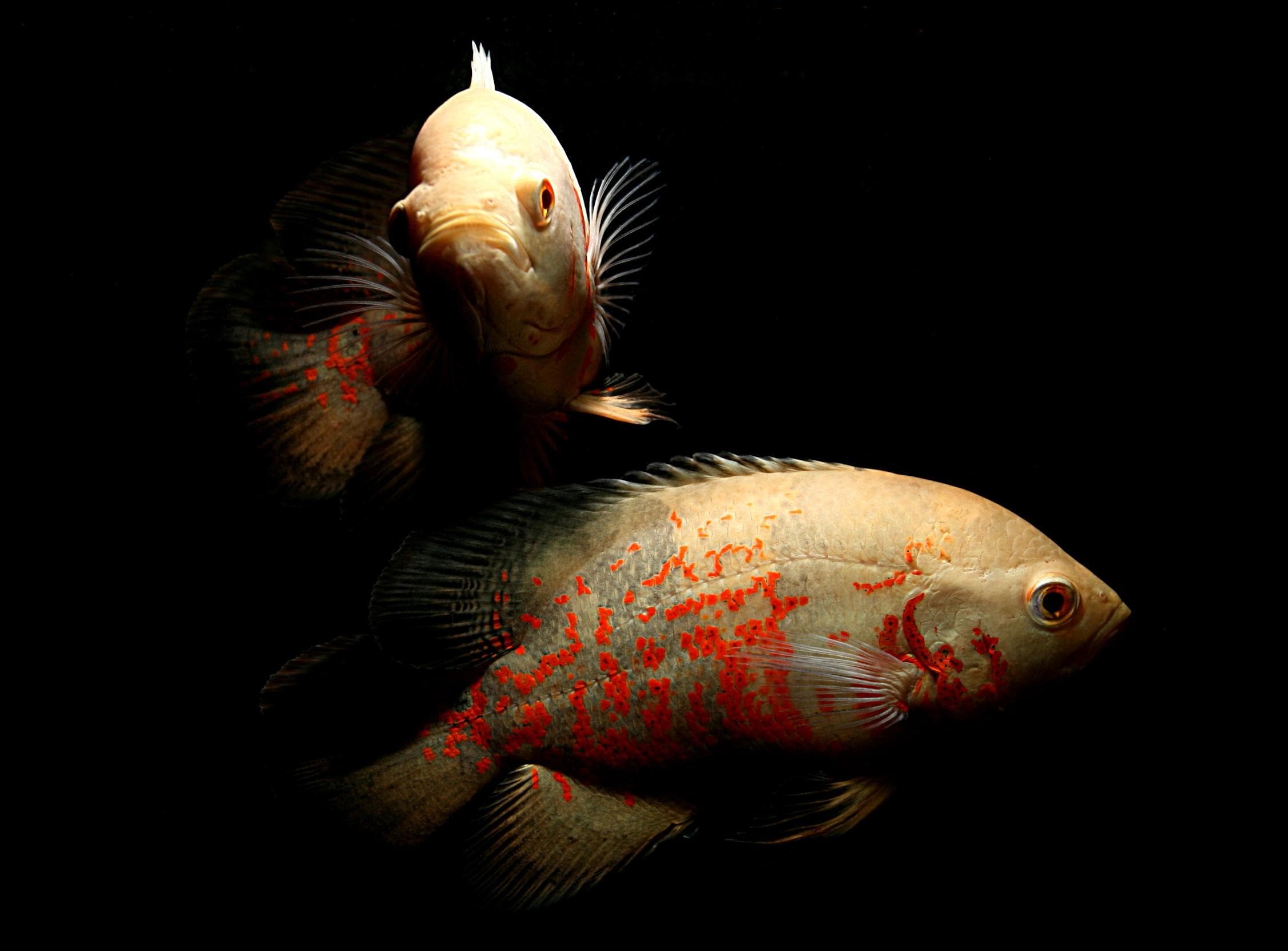 Oscar Cichlid