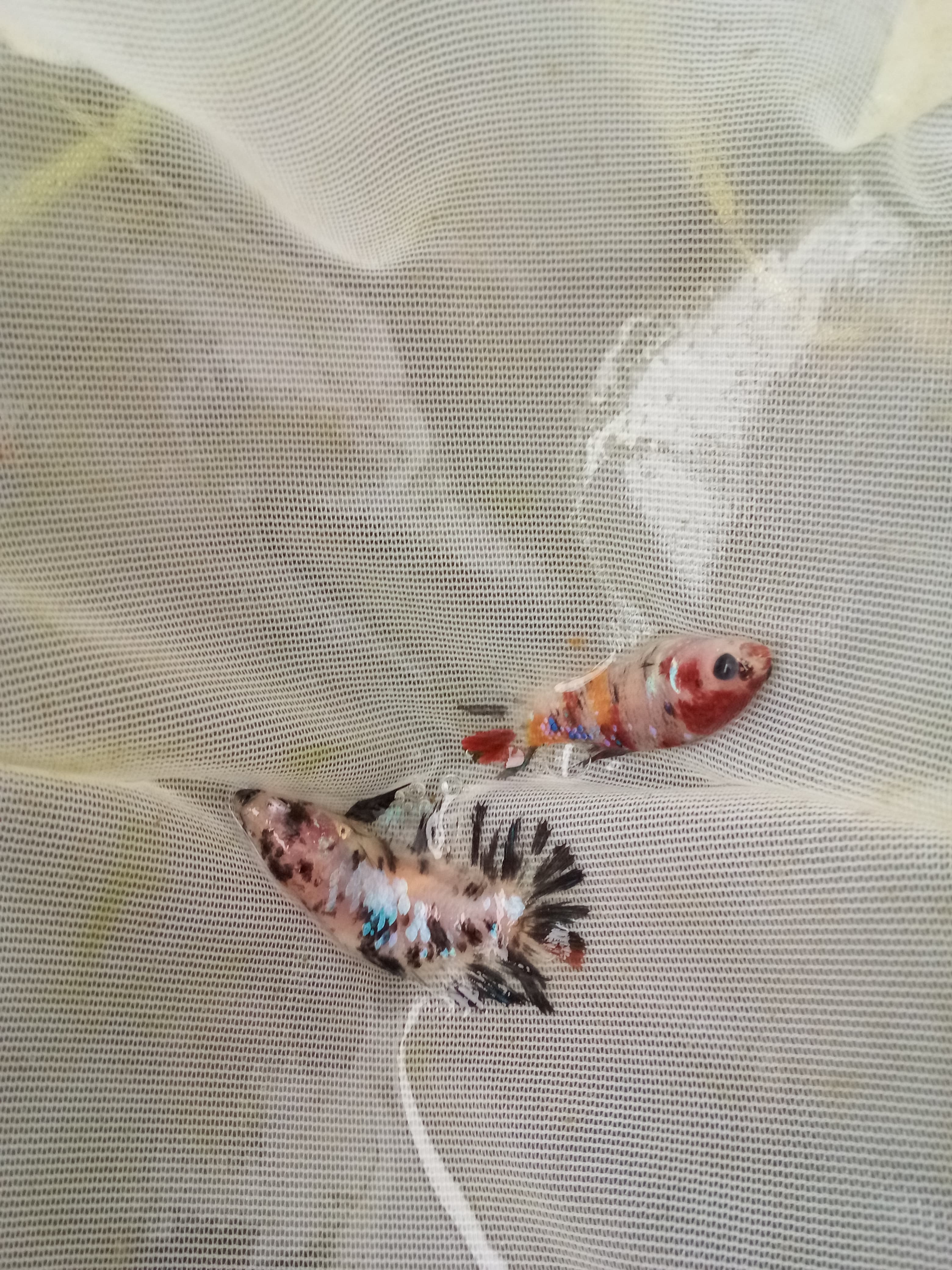 Koi Betta