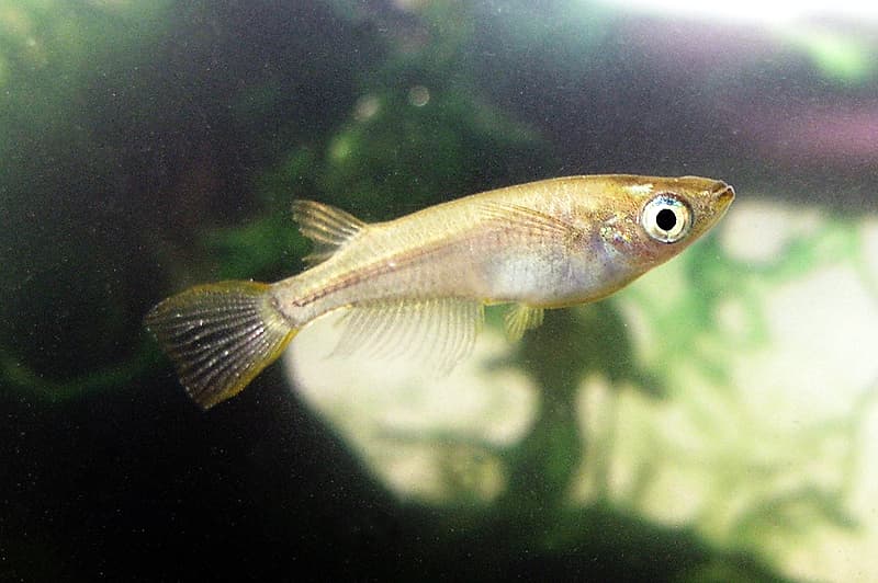 Ricefish (Japanese)