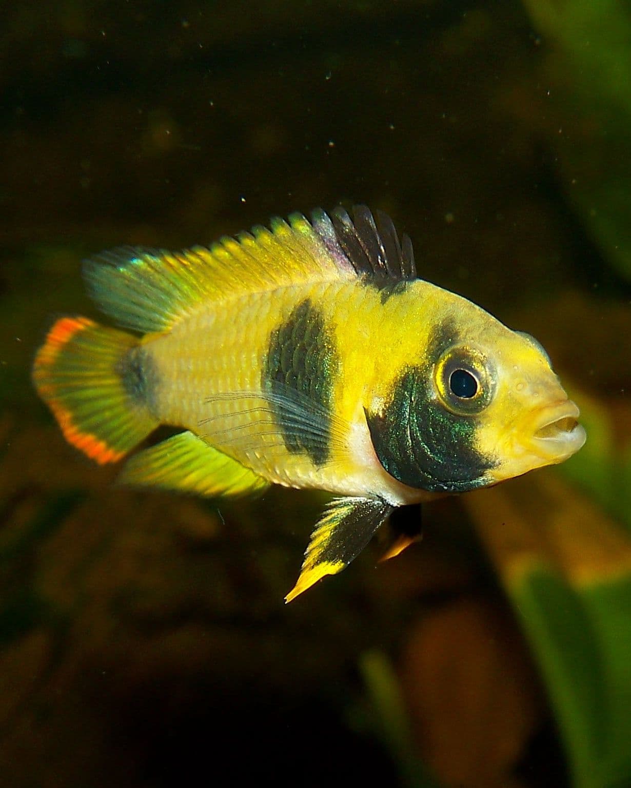 Panda Dwarf Cichlid