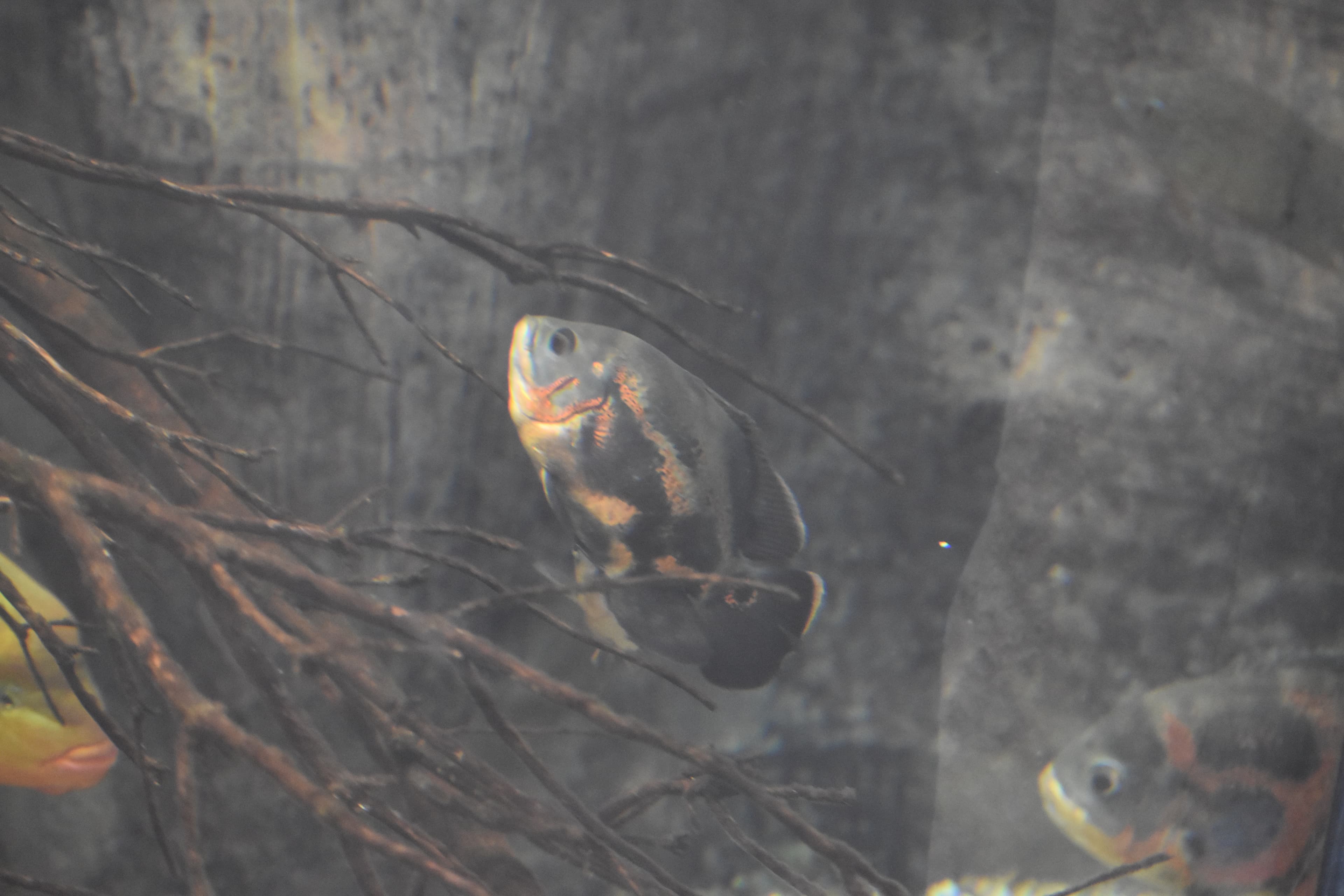 Oscar Cichlid
