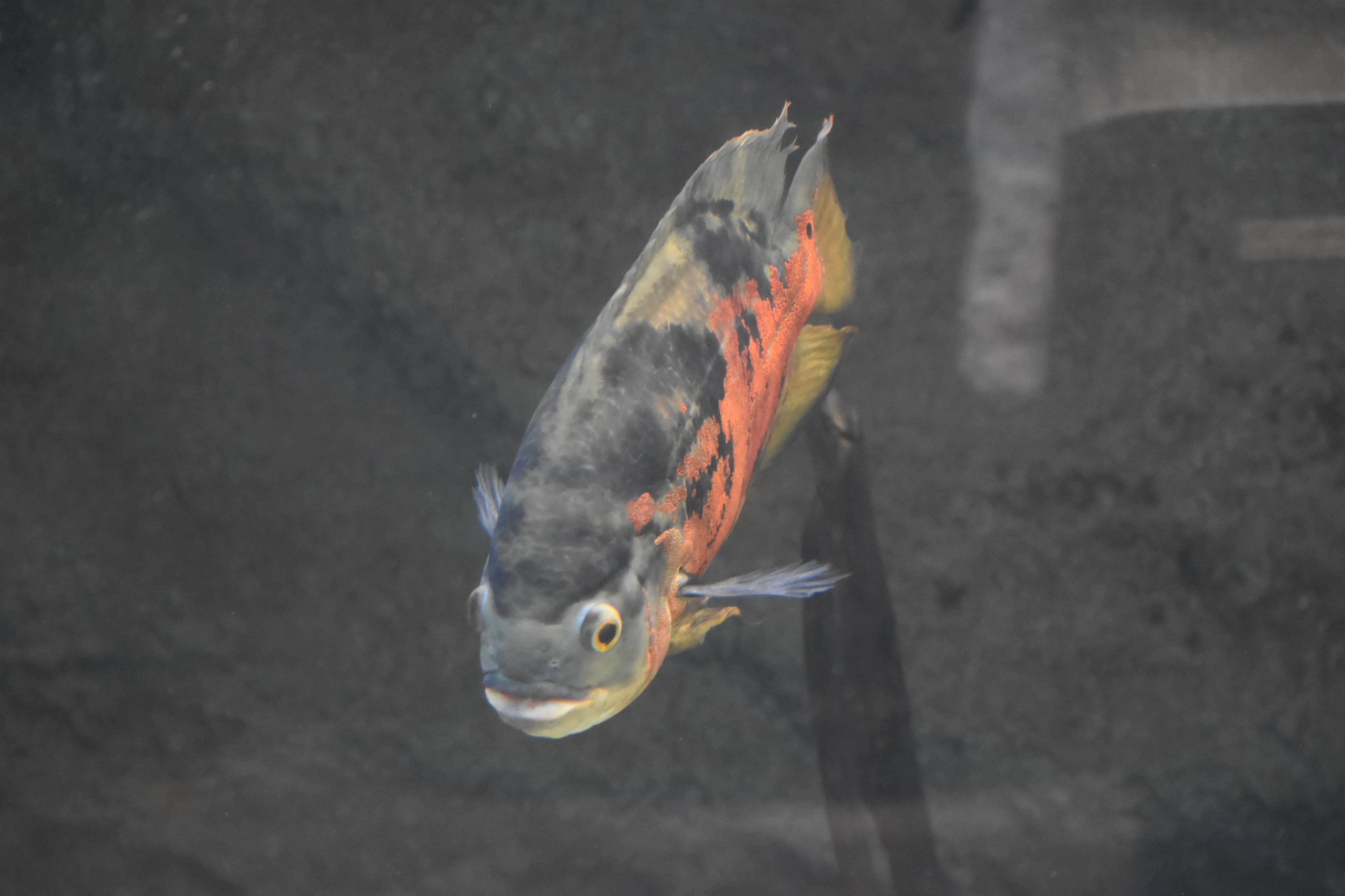 Oscar Cichlid