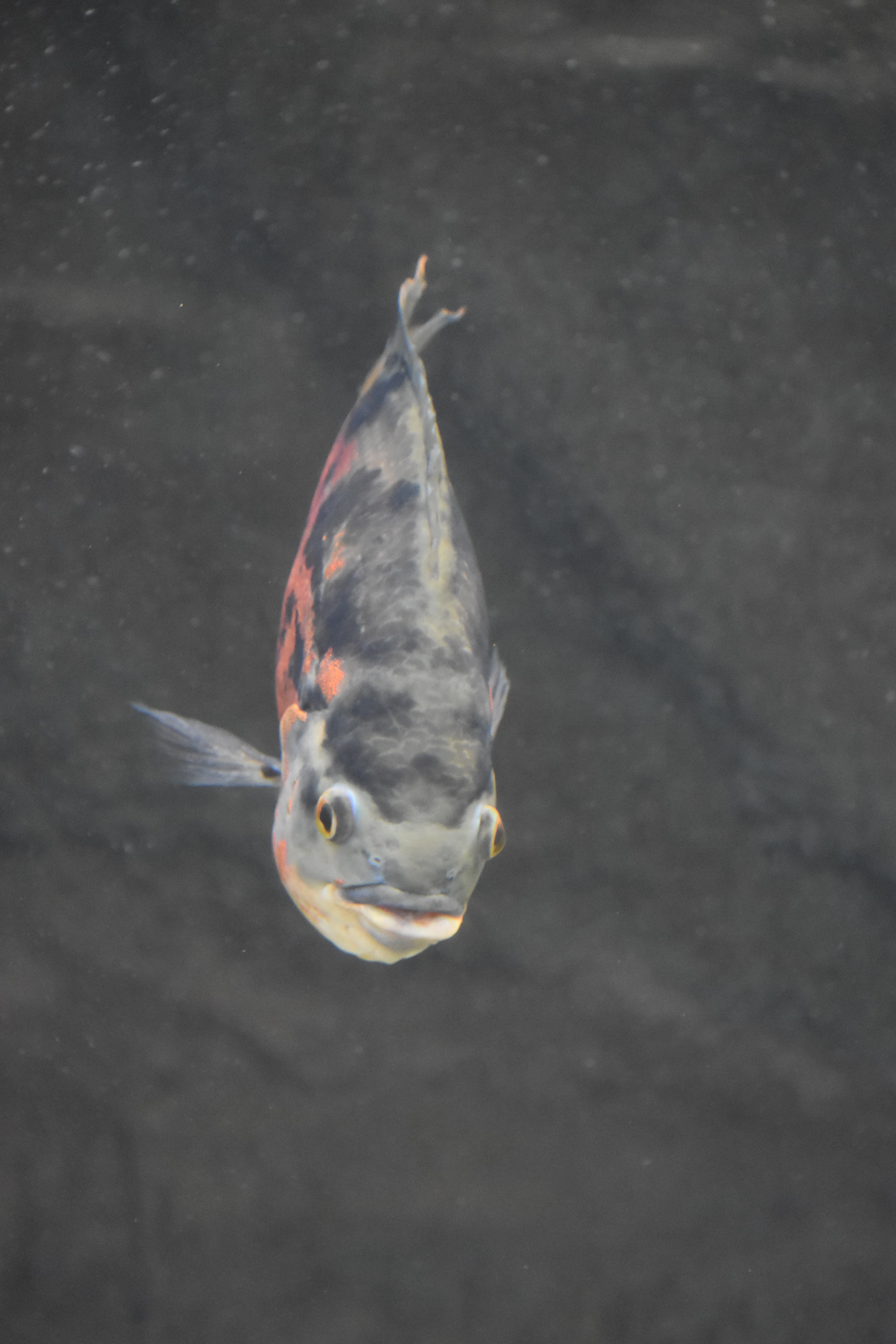 Oscar Cichlid