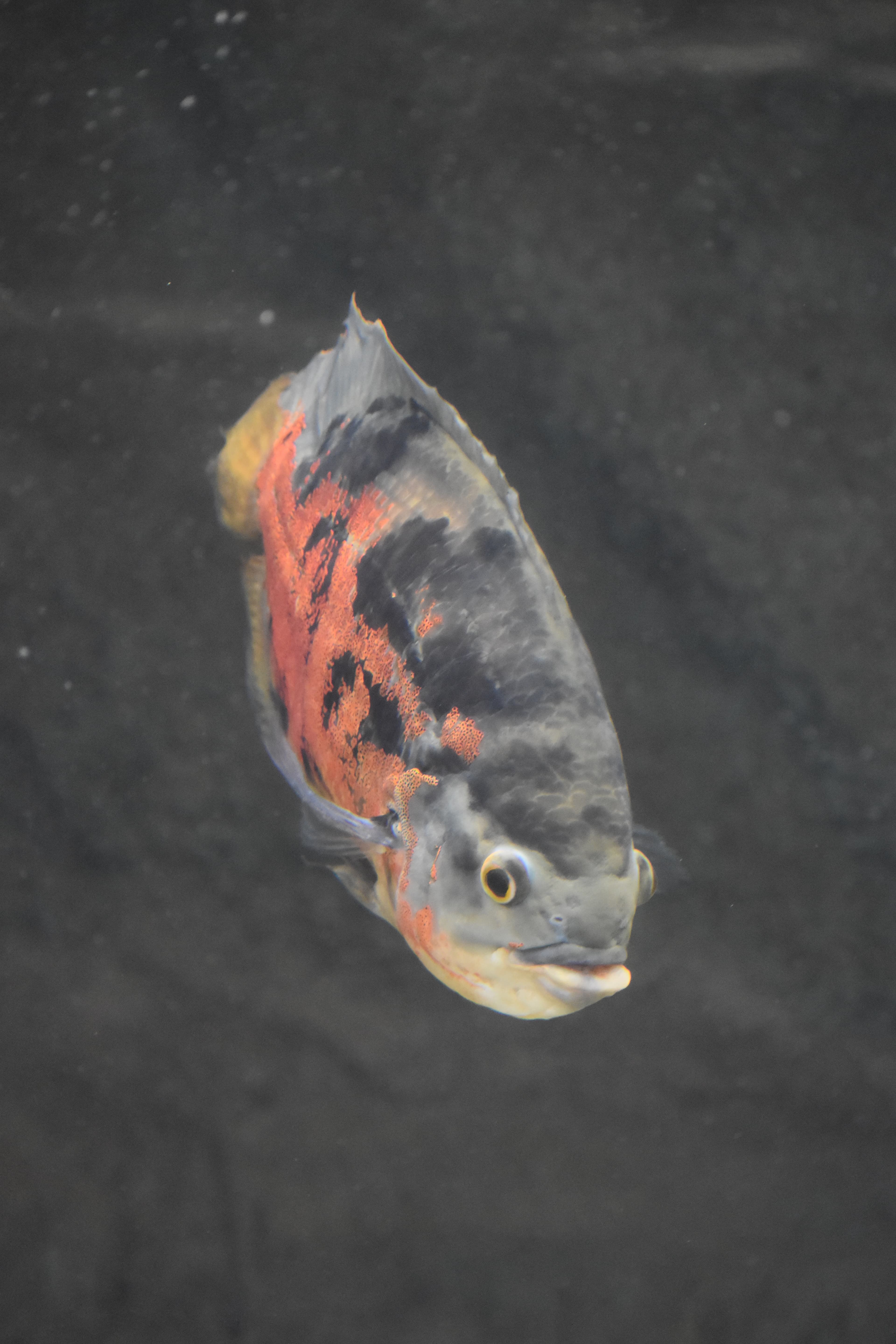 Oscar Cichlid