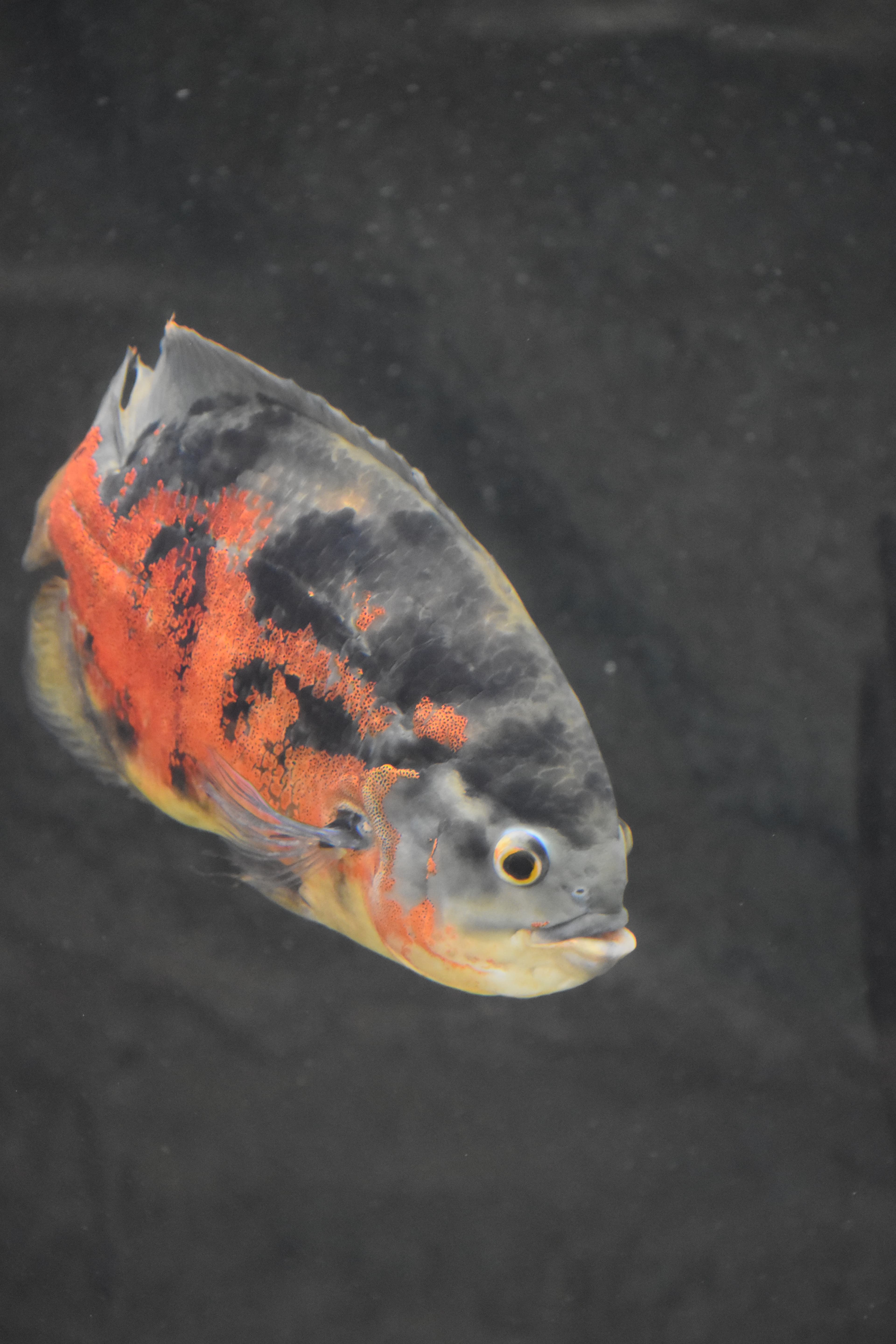 Oscar Cichlid