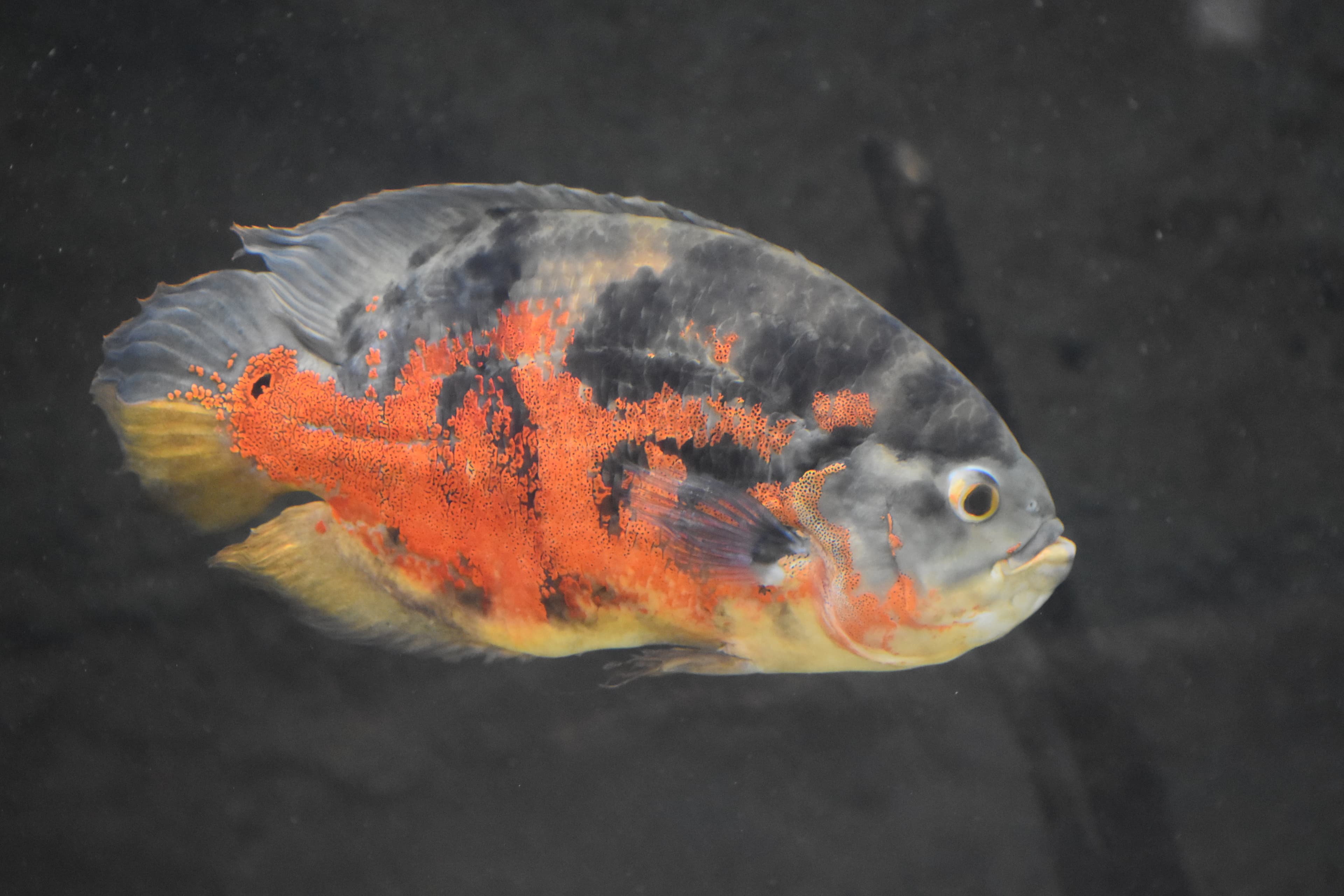 Oscar Cichlid