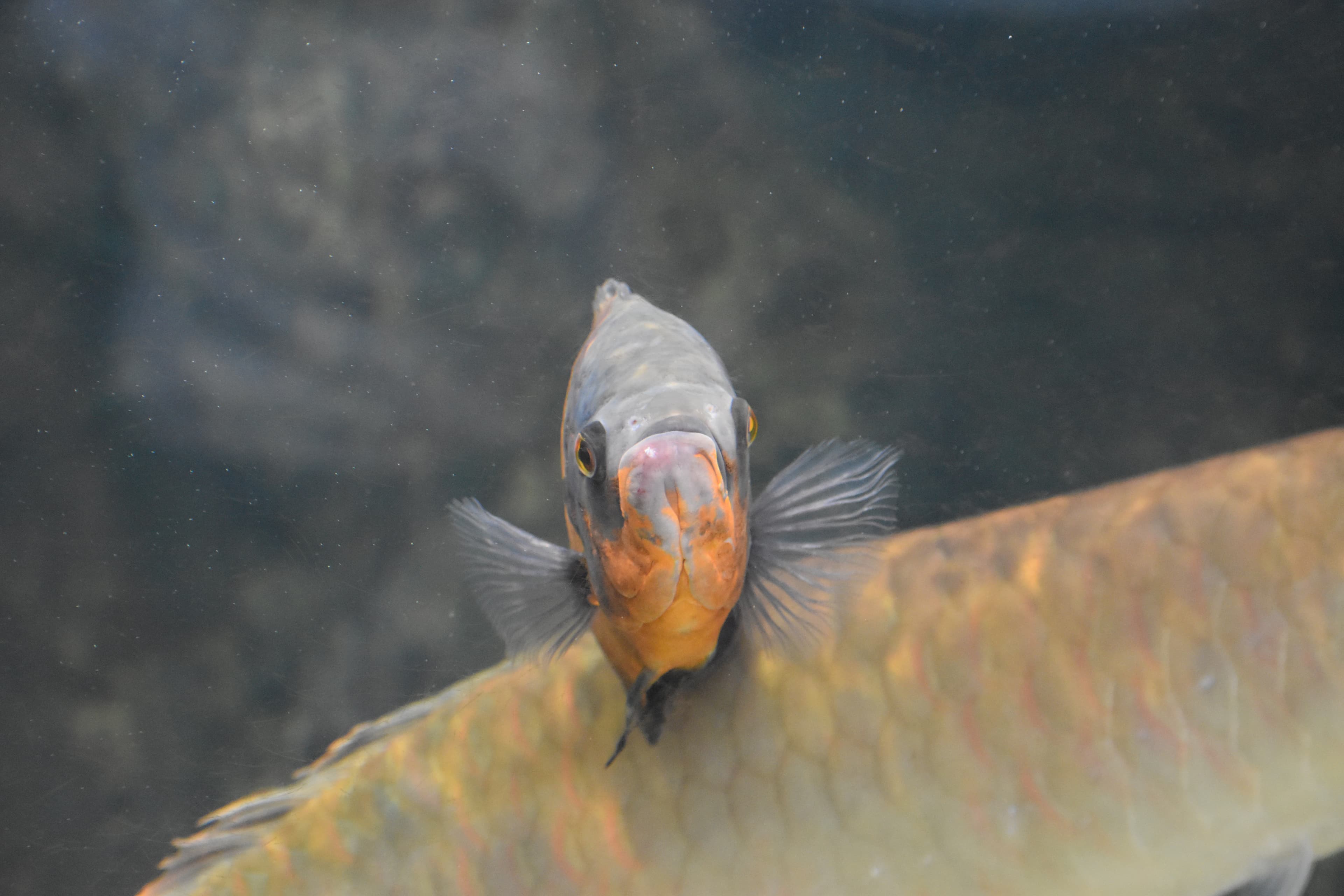 Silver Arowana