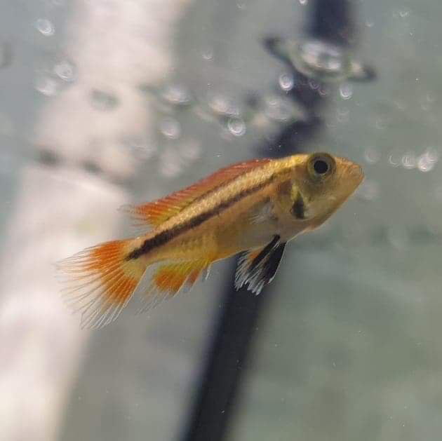Orange Flash Apistogramma
