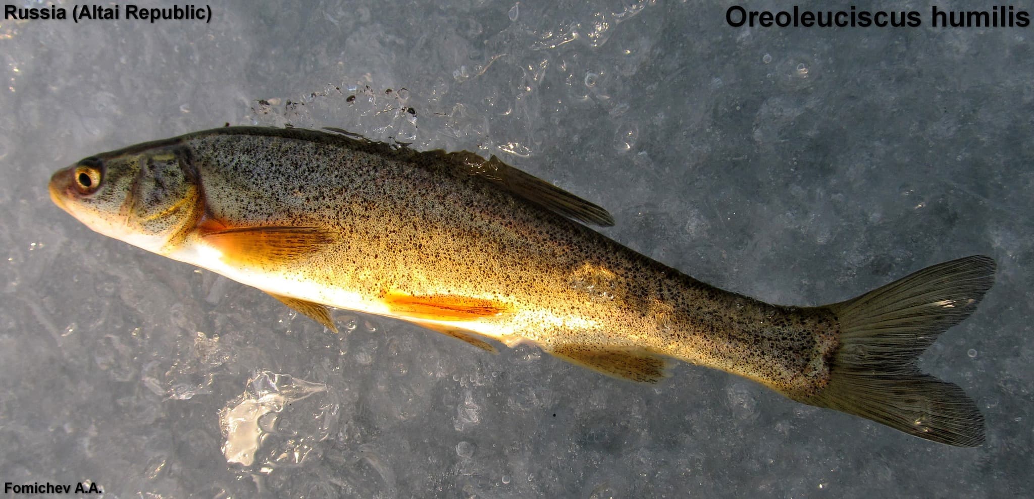 Dwarf Altai Osman