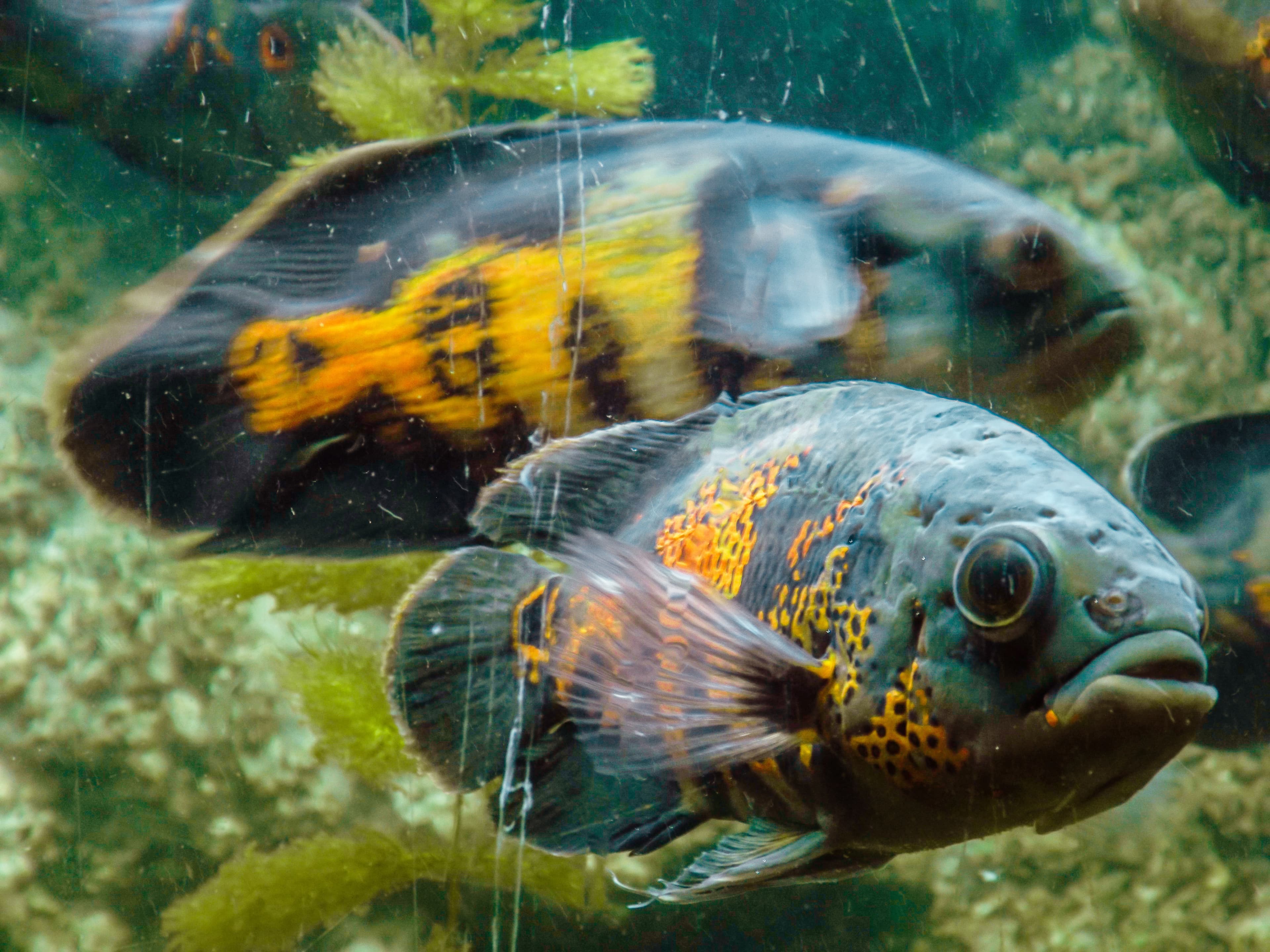 Oscar Cichlid