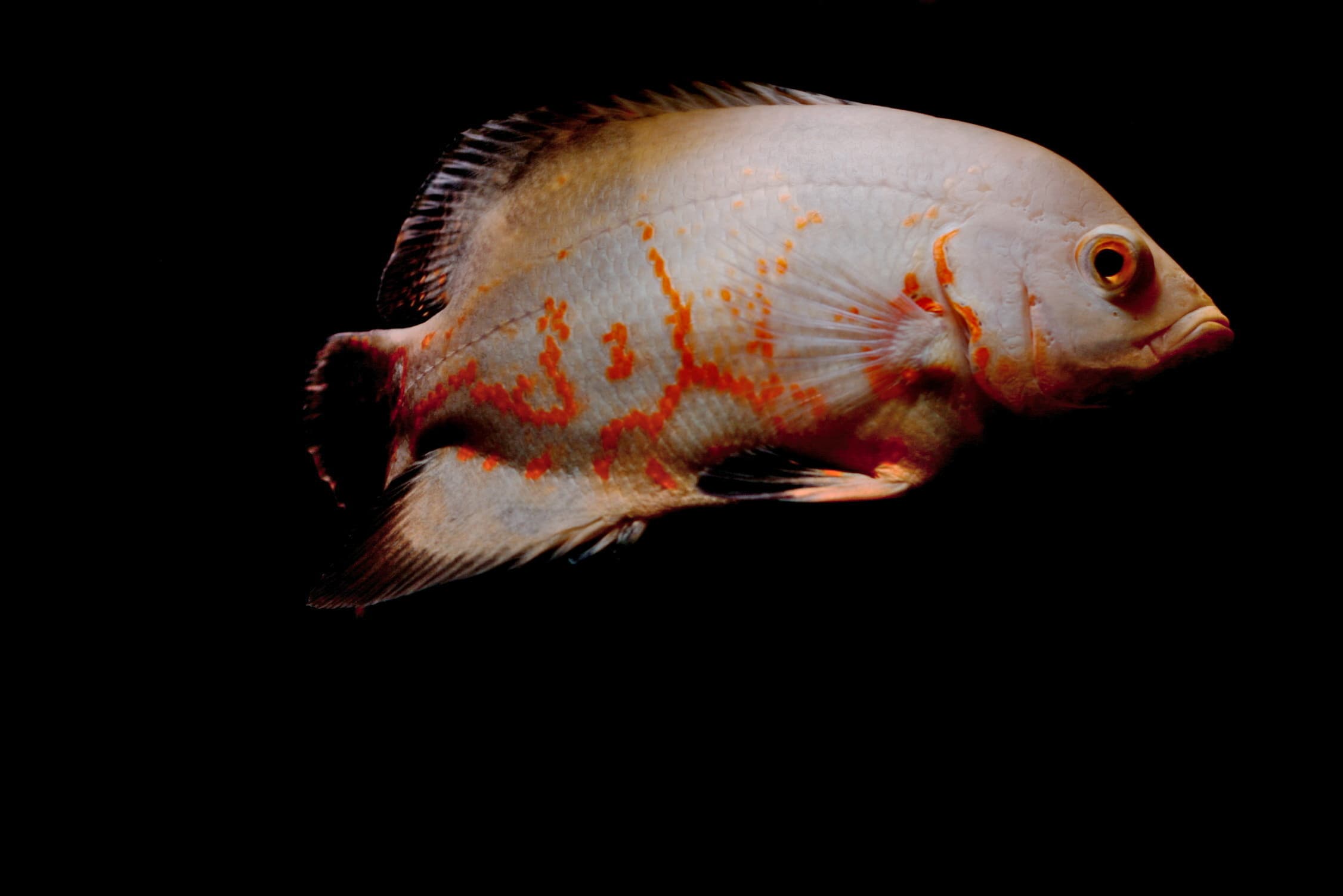 Oscar Cichlid