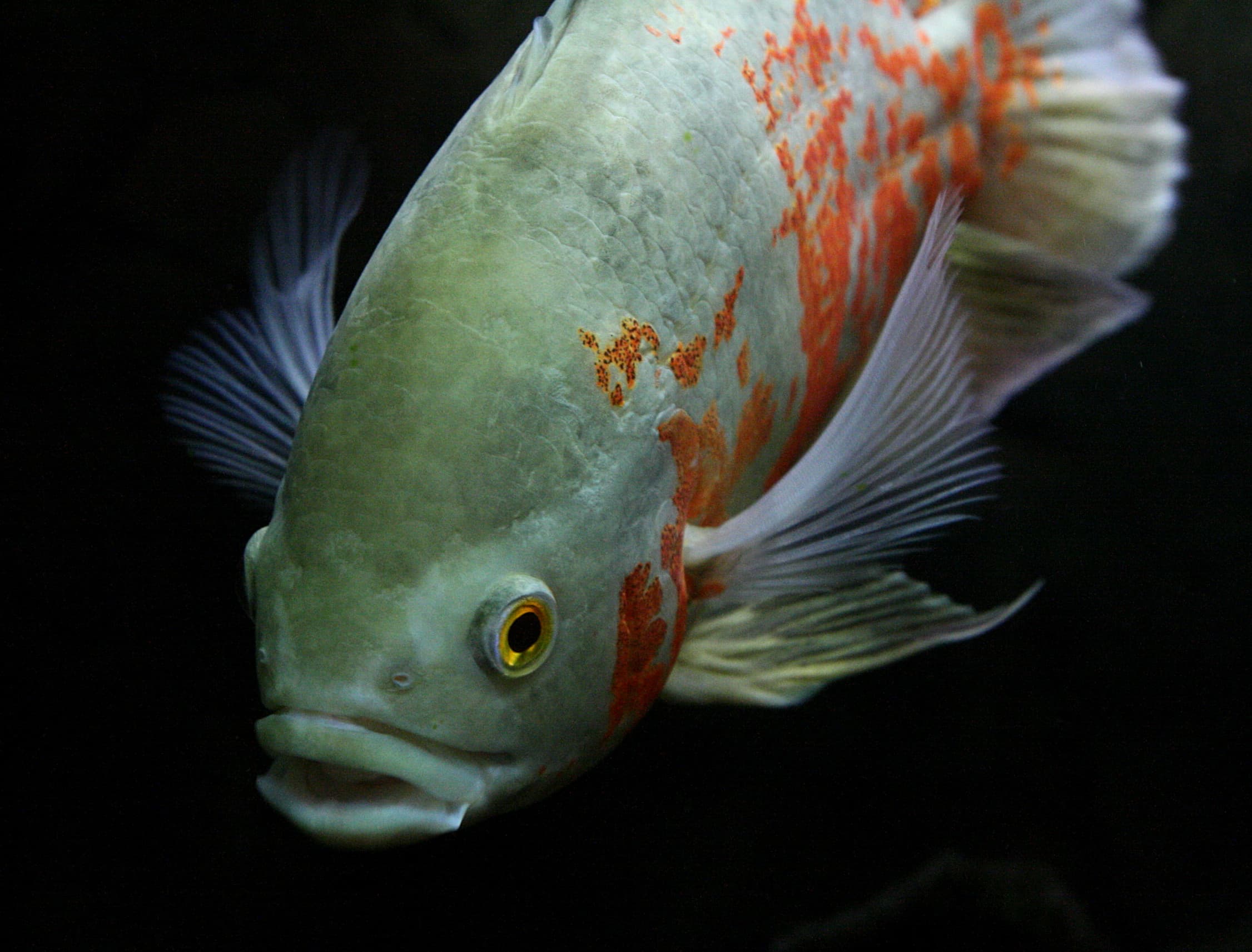 Oscar Cichlid