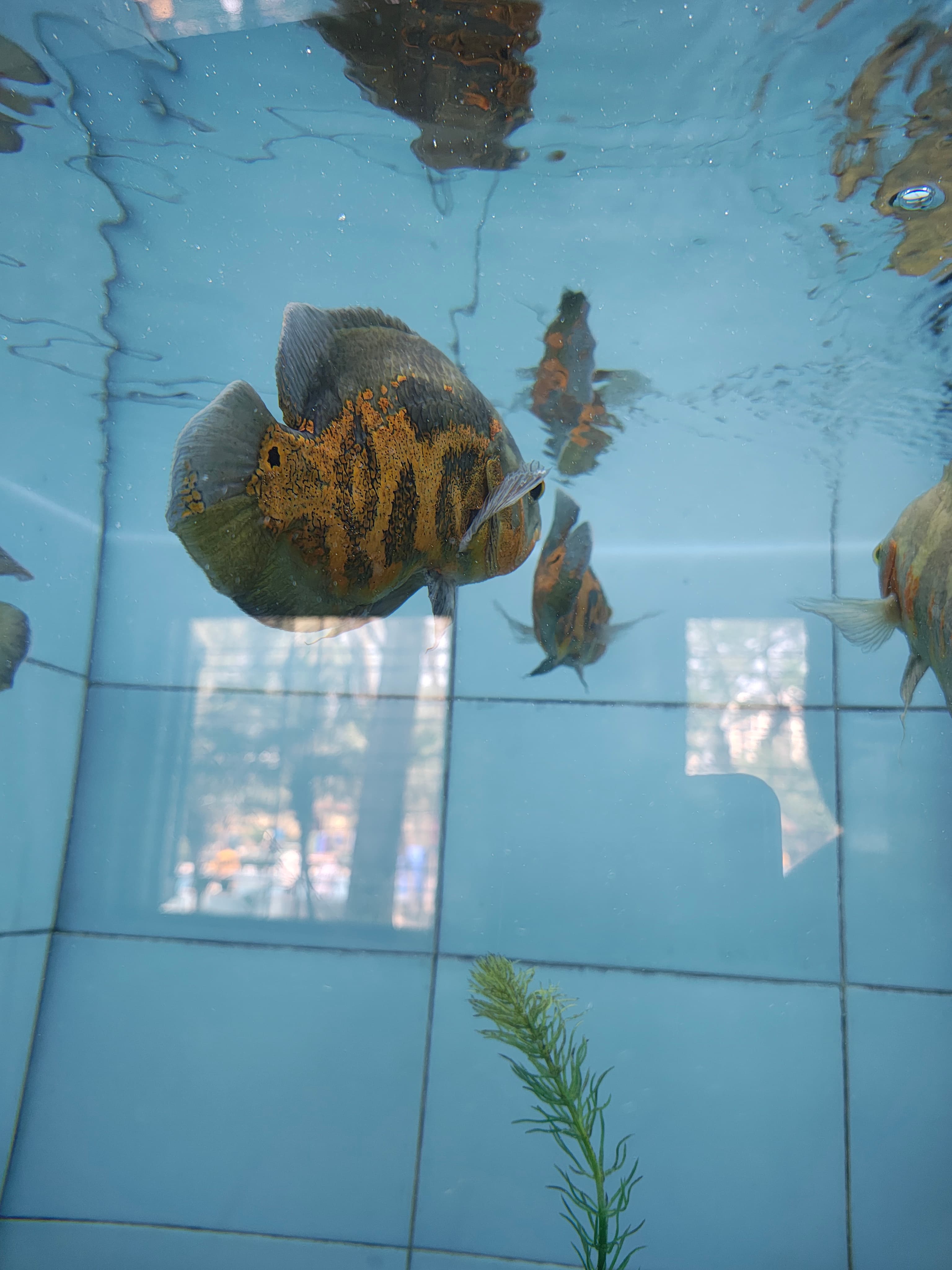 Oscar Cichlid