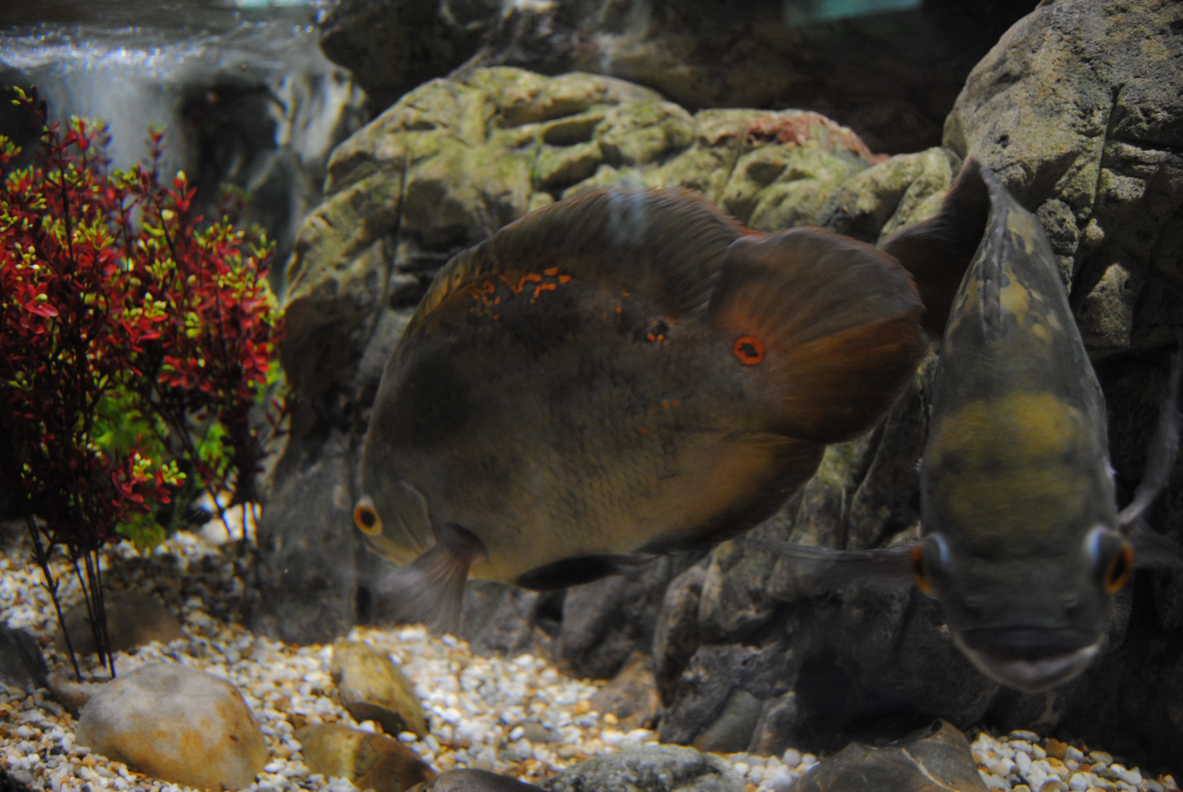 Oscar Cichlid