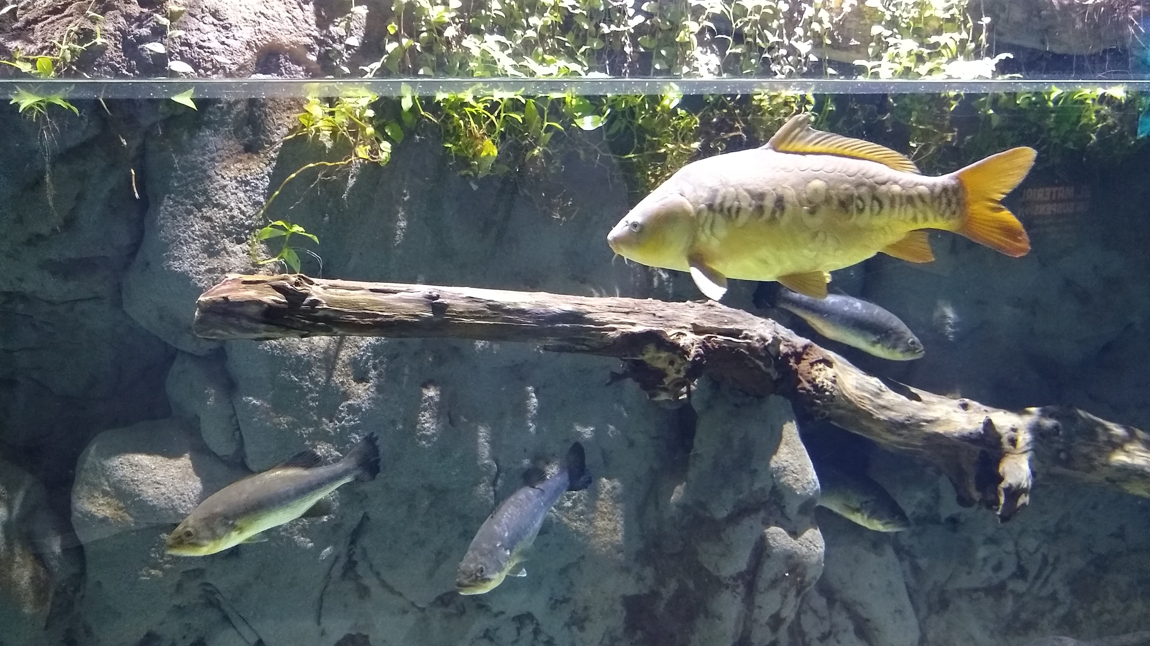 Common Carp
