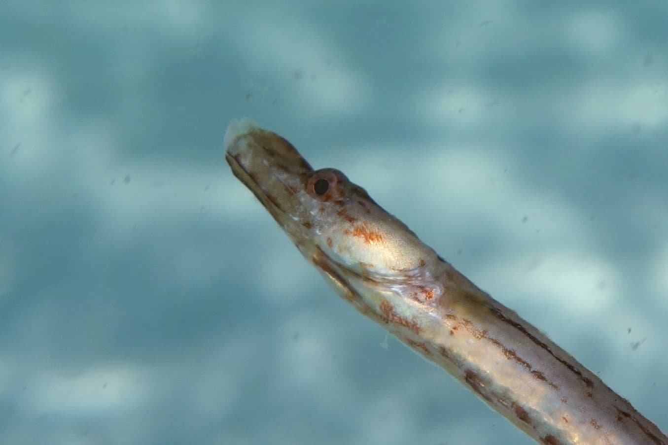 Pipefish