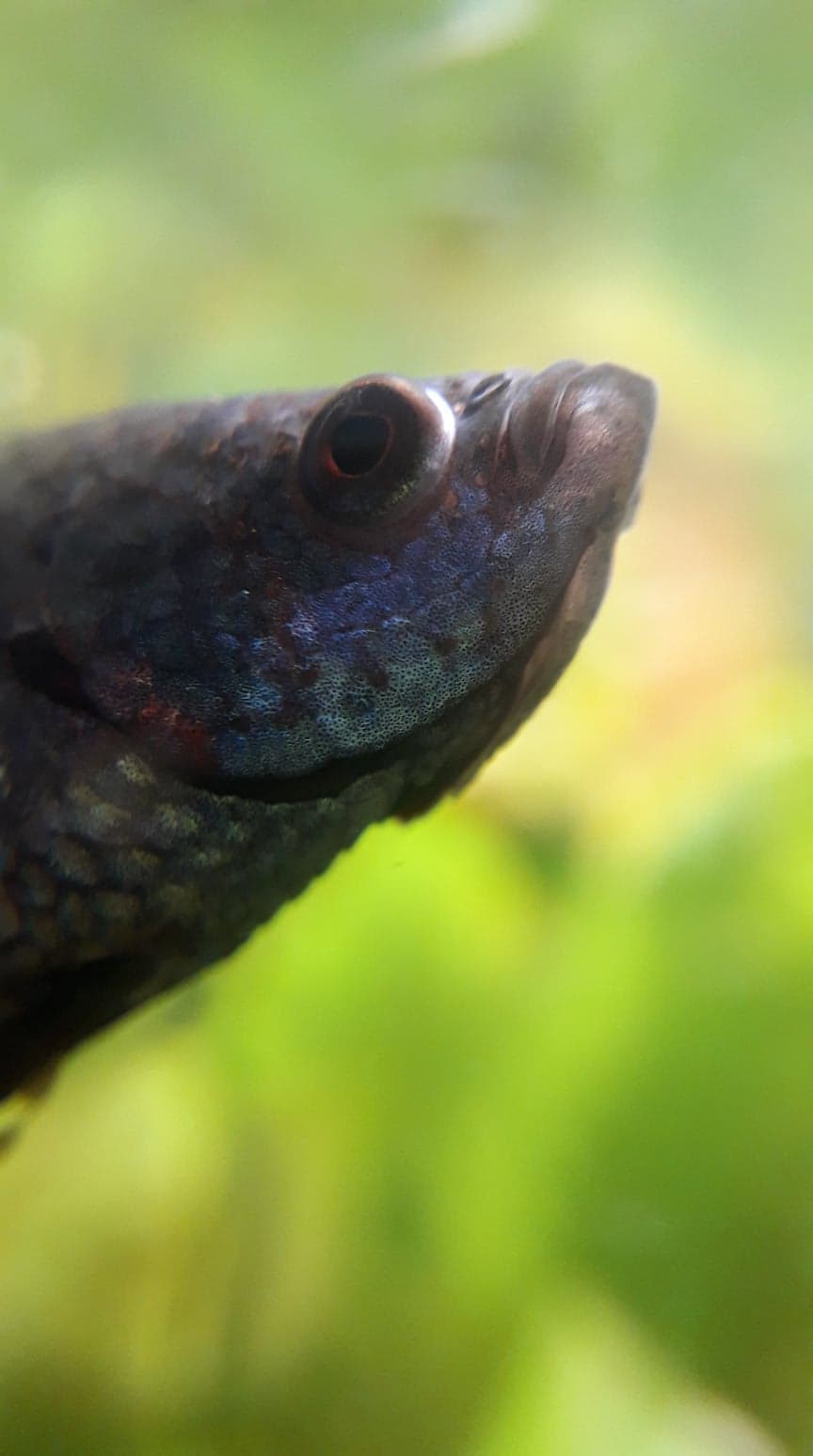 Betta Fish