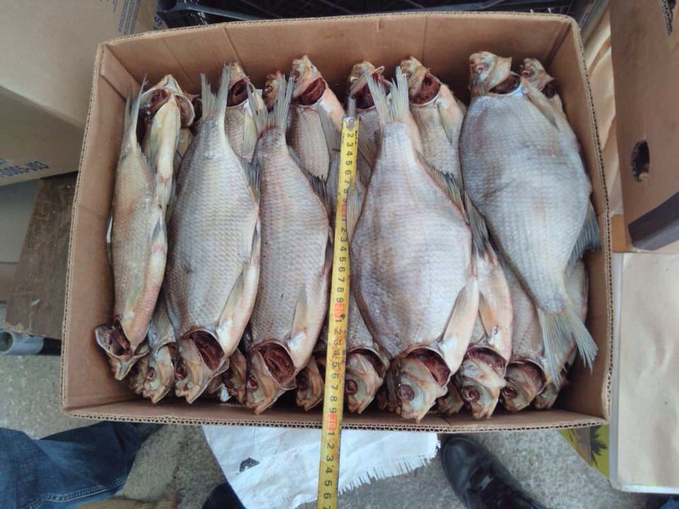 Common Bream