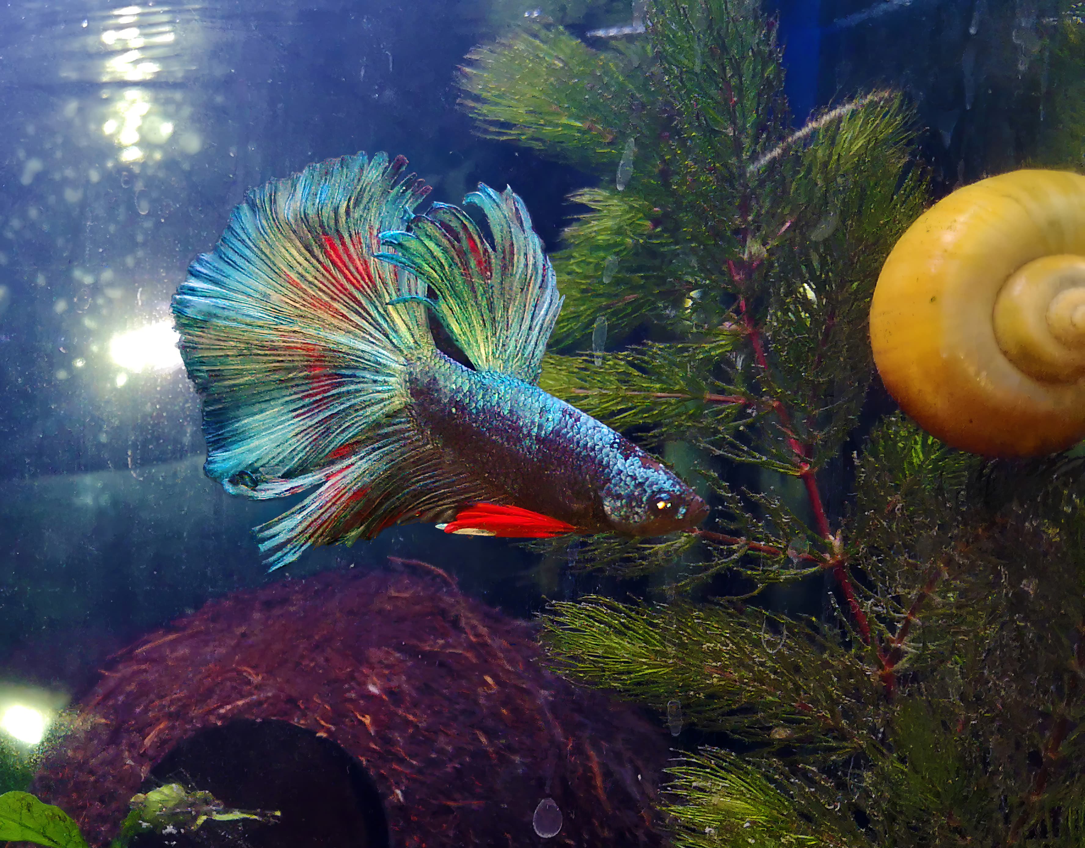 Betta Fish