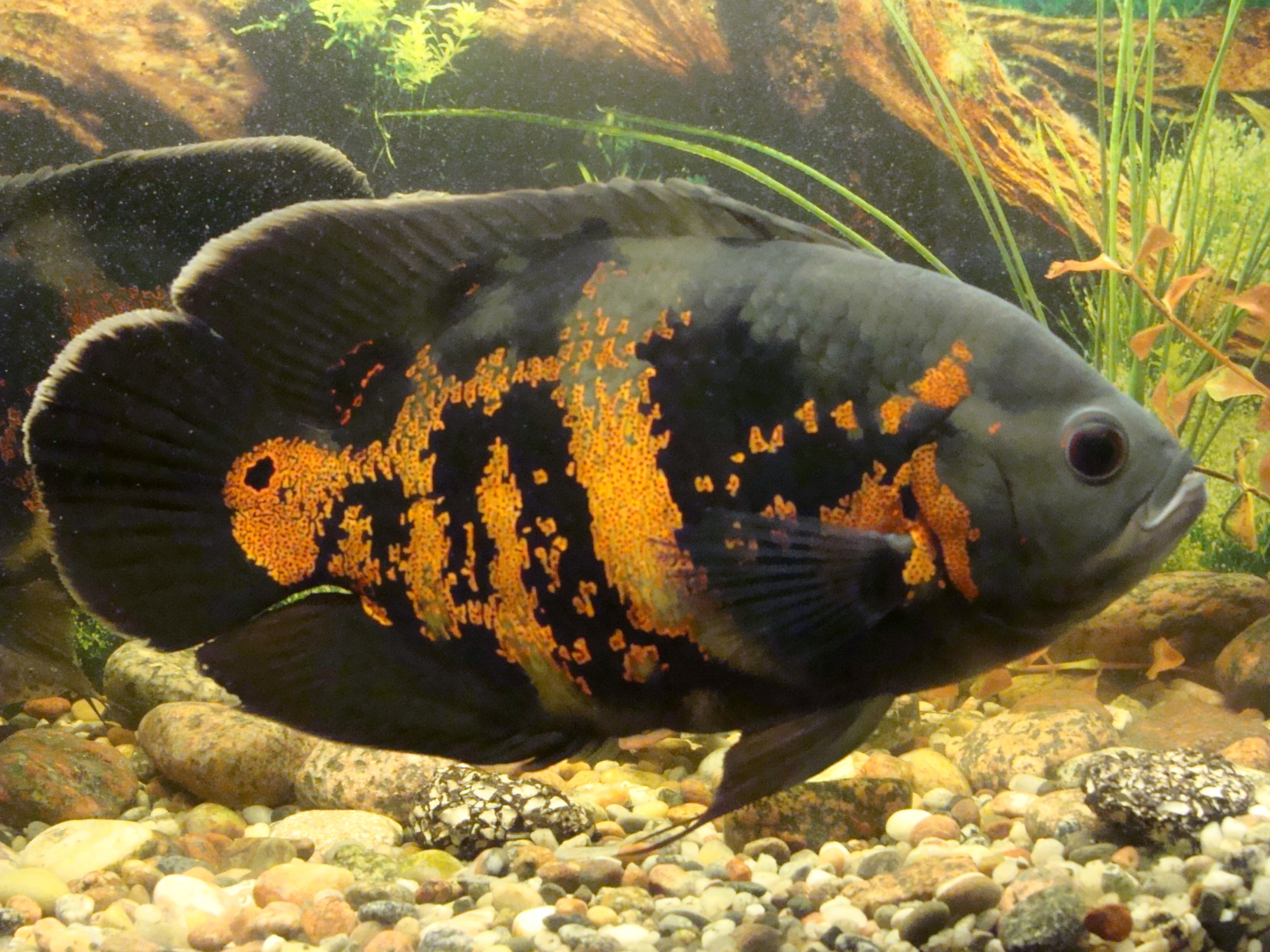Red Tiger Oscar