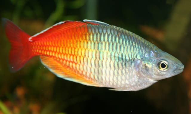 Boeseman's Rainbowfish