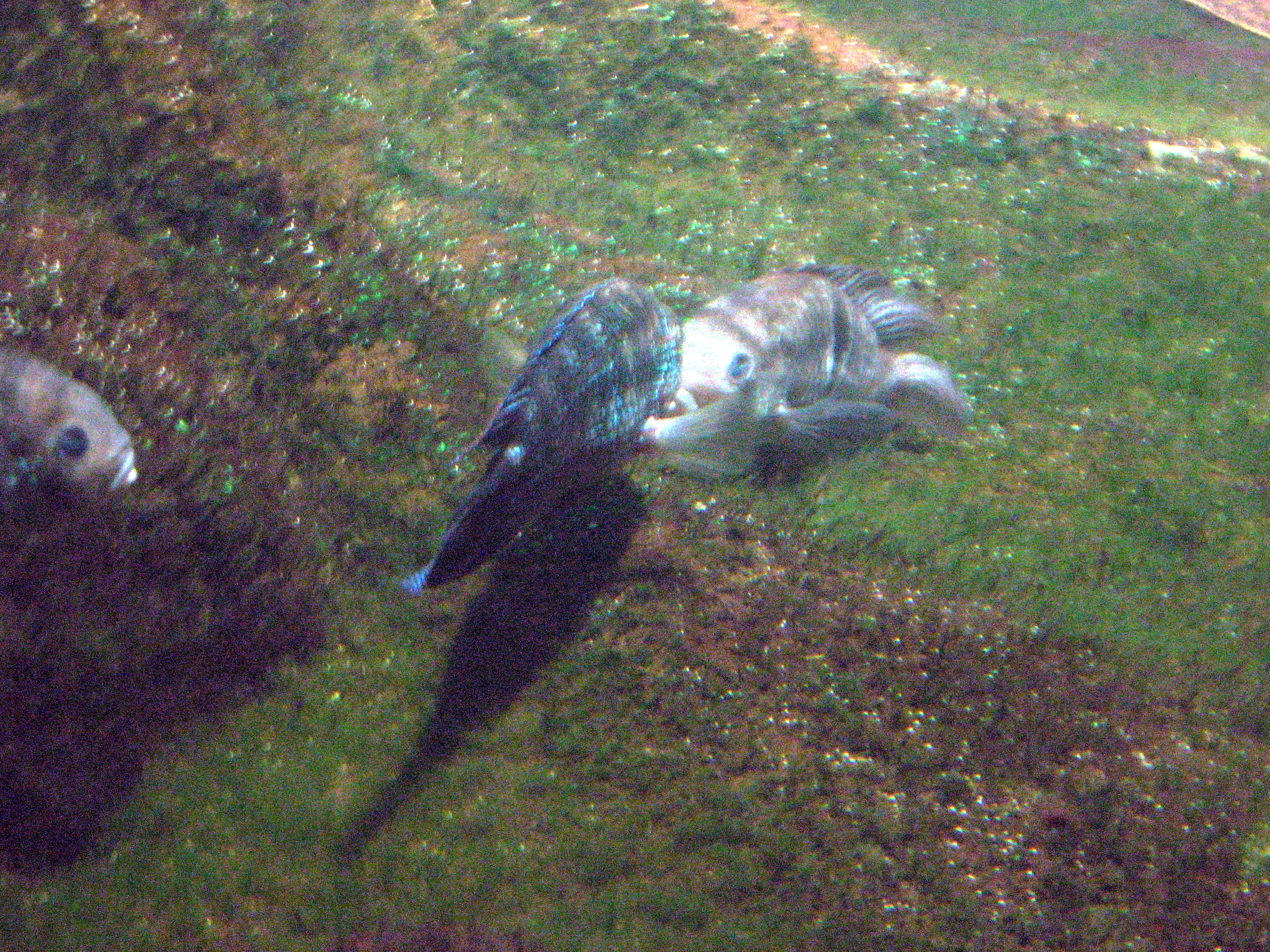 Convict Cichlid