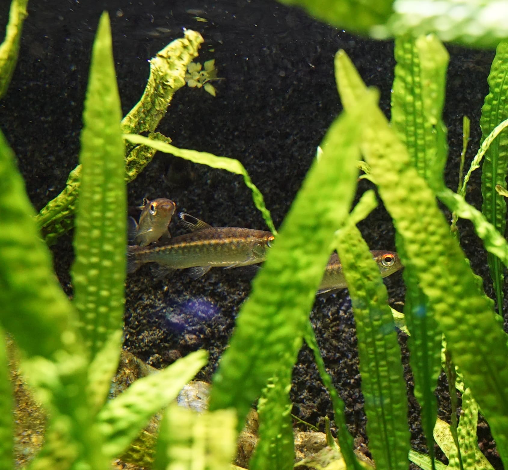 Golden Pencilfish