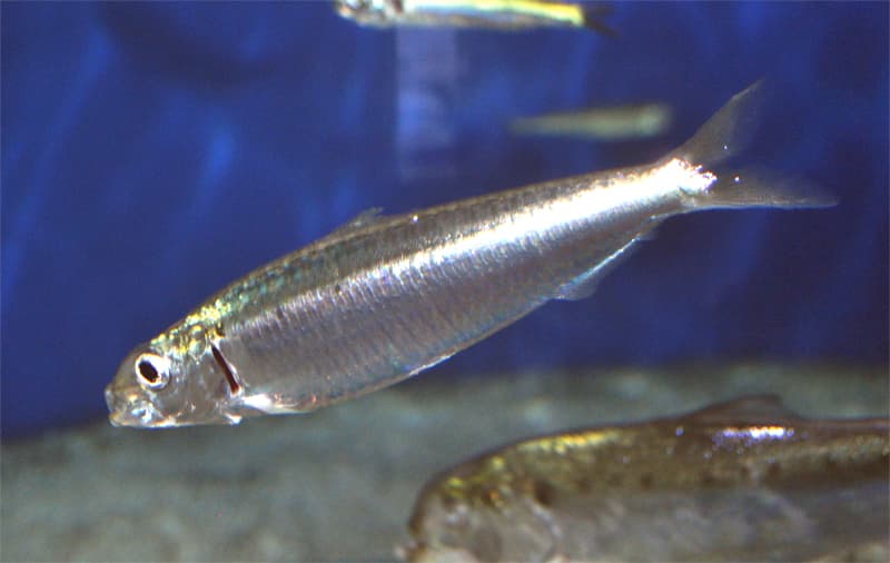 Aquatic life