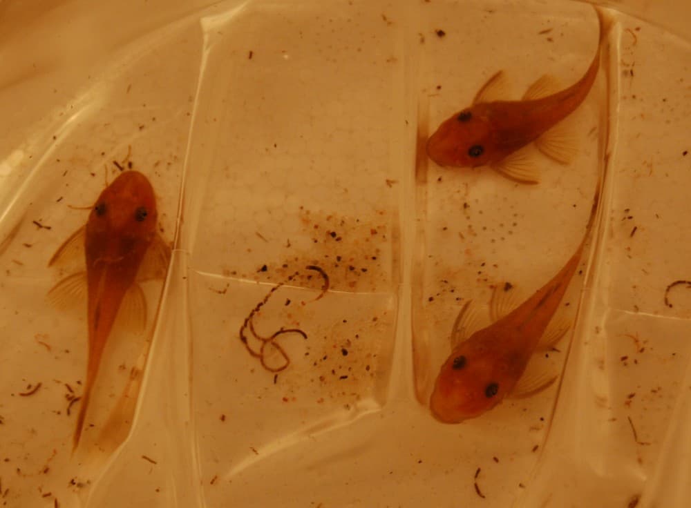 Super Red Bristlenose Pleco