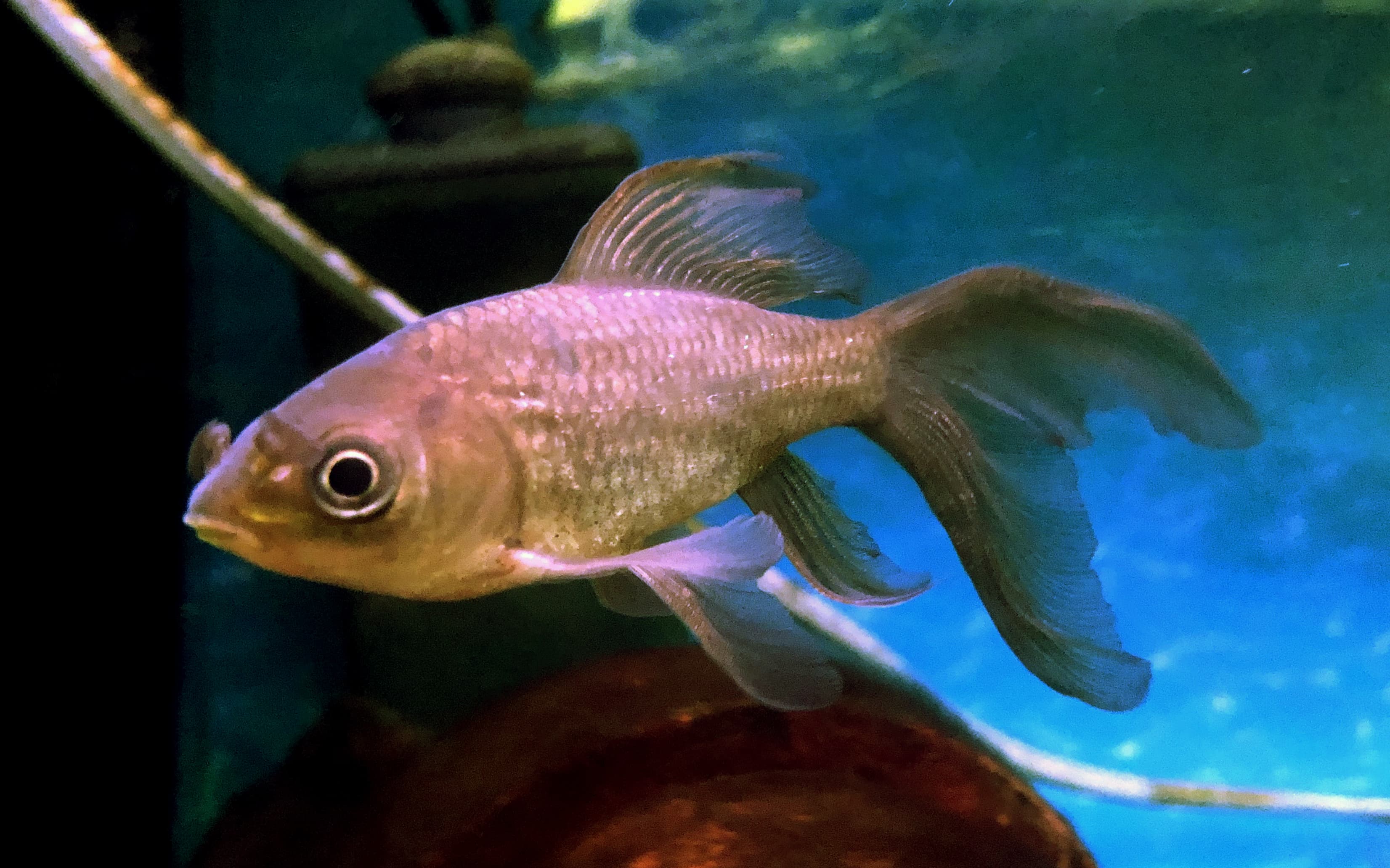 Tetsugyo Goldfish