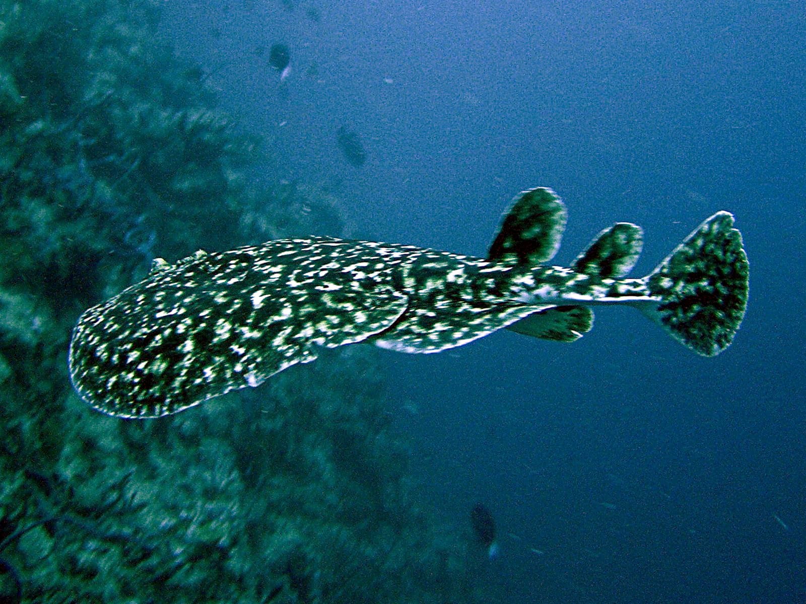 Black-spotted Torpedo Ray