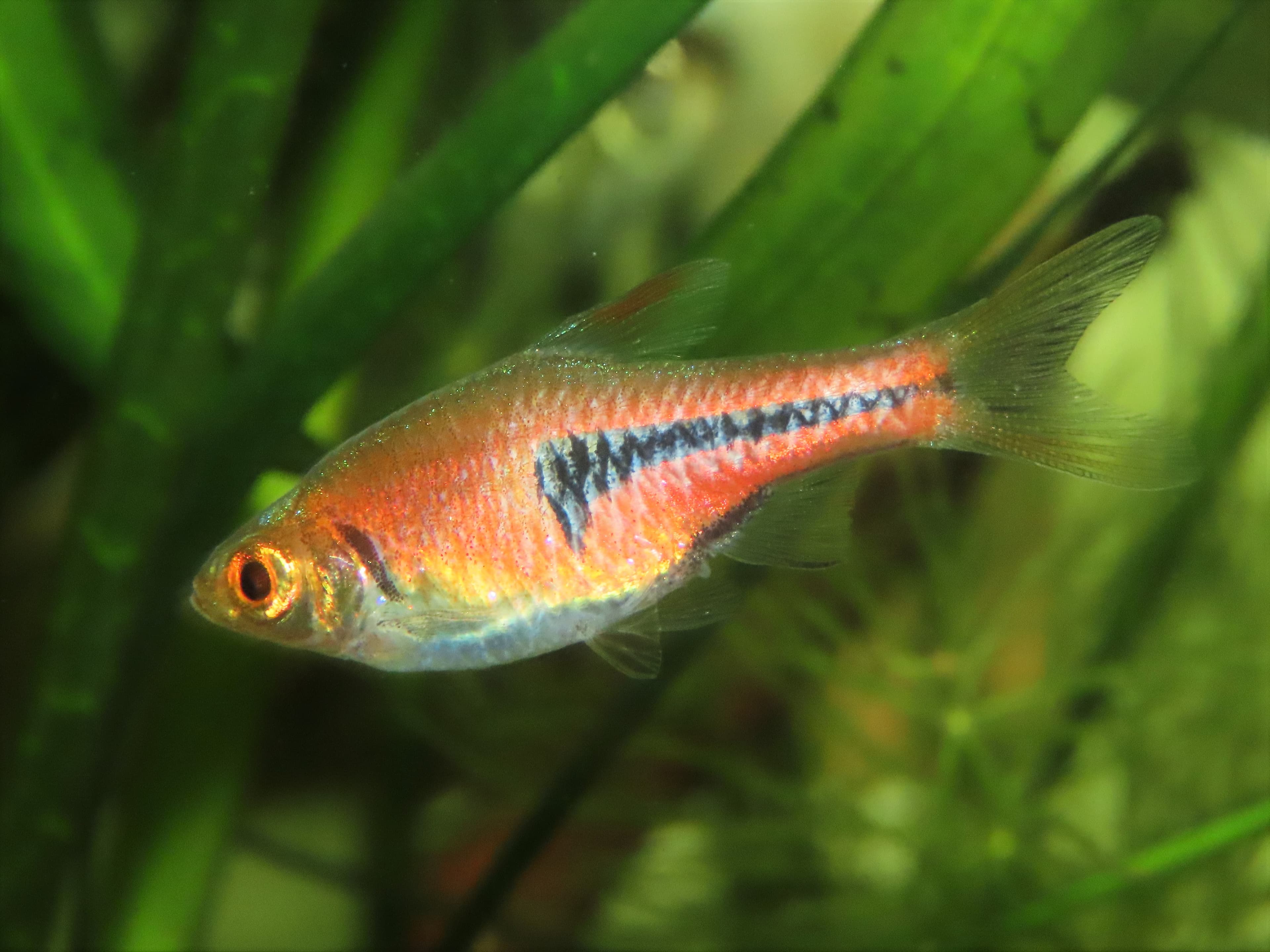 Espei Rasbora