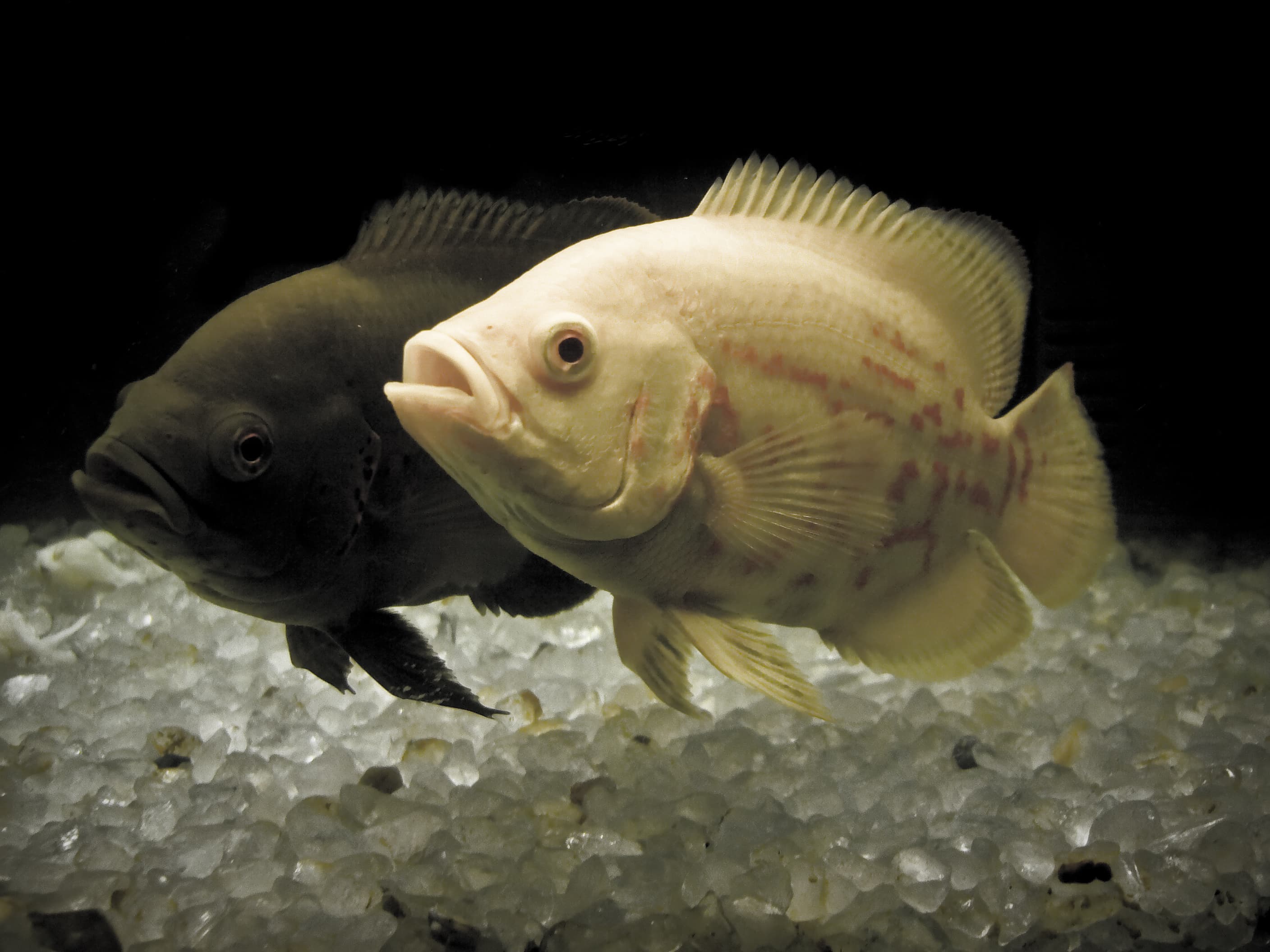 Oscar Cichlid