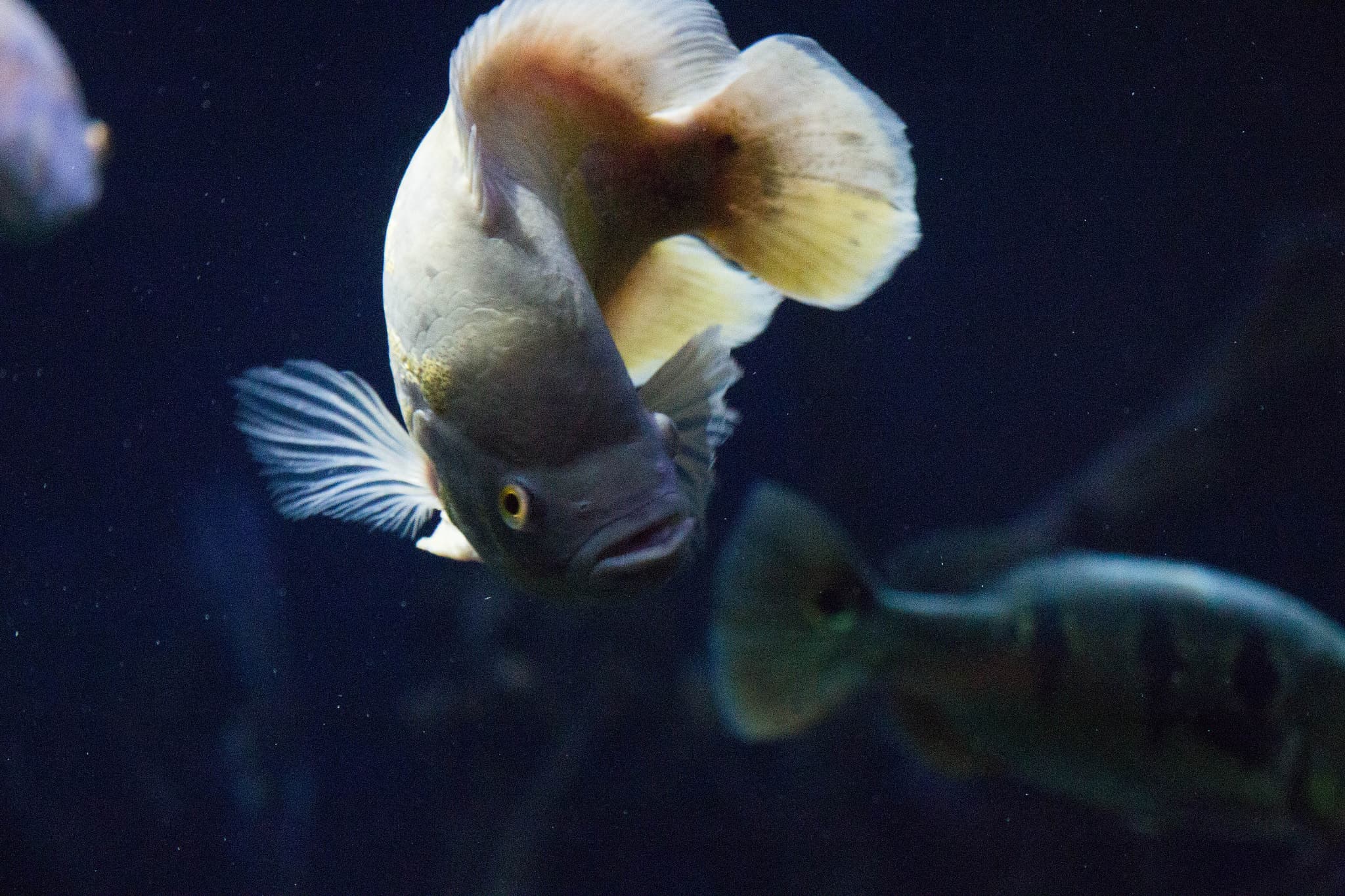 Oscar Cichlid