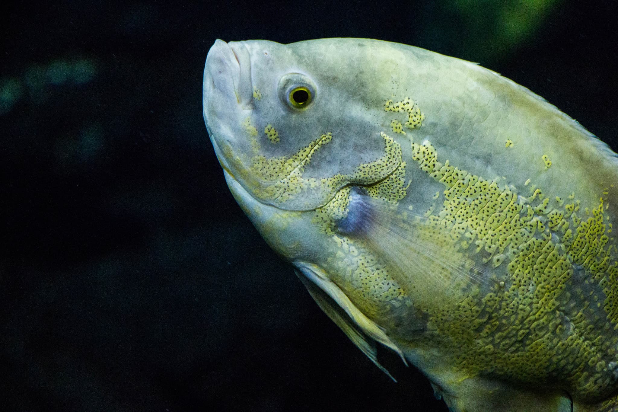 Oscar Cichlid