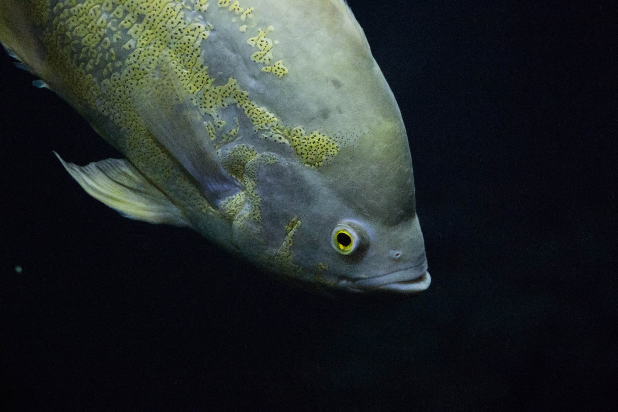 Peacock Bass