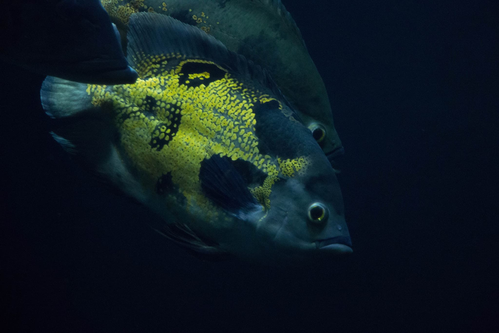 Oscar Cichlid