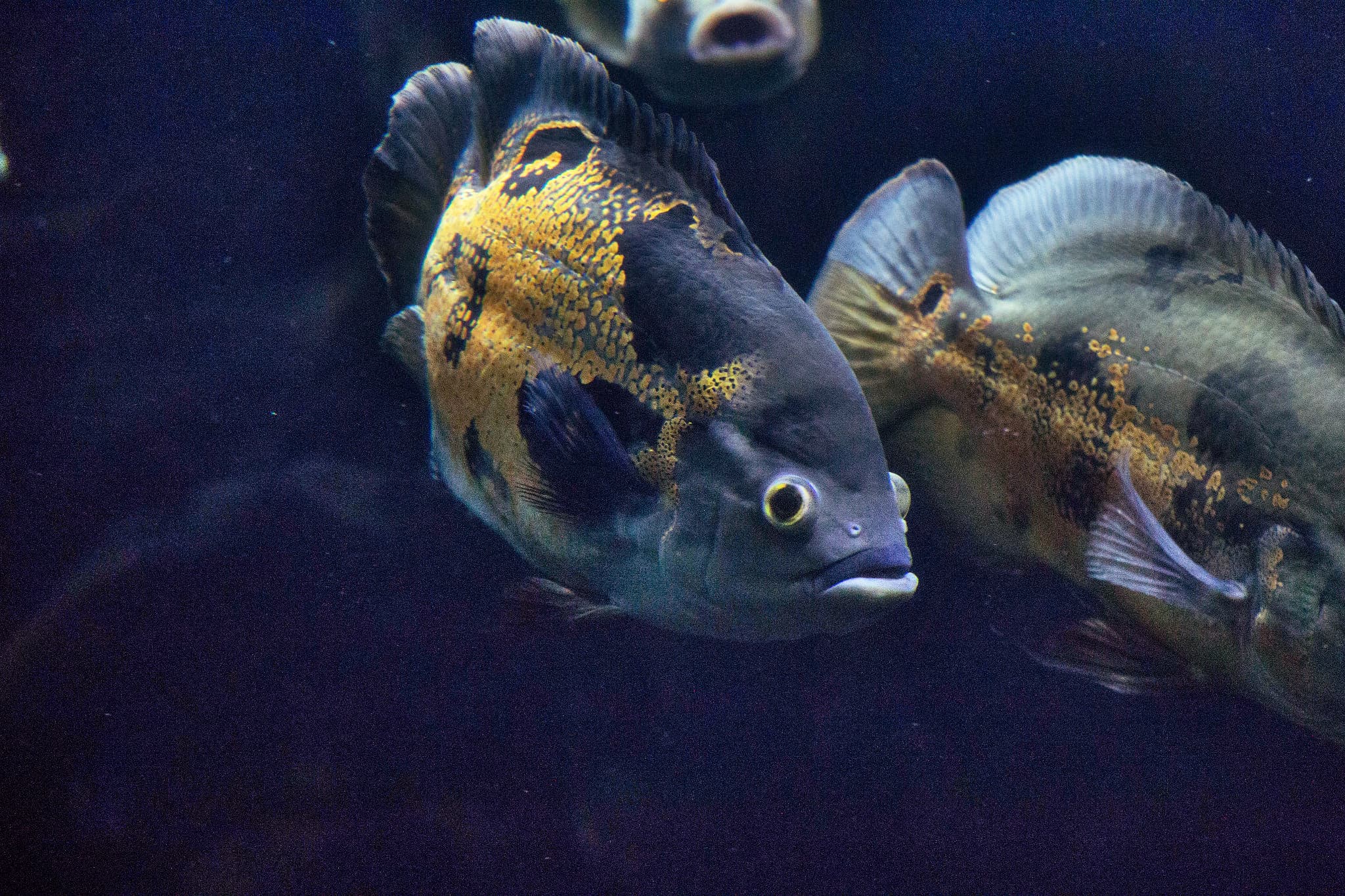 Oscar Cichlid