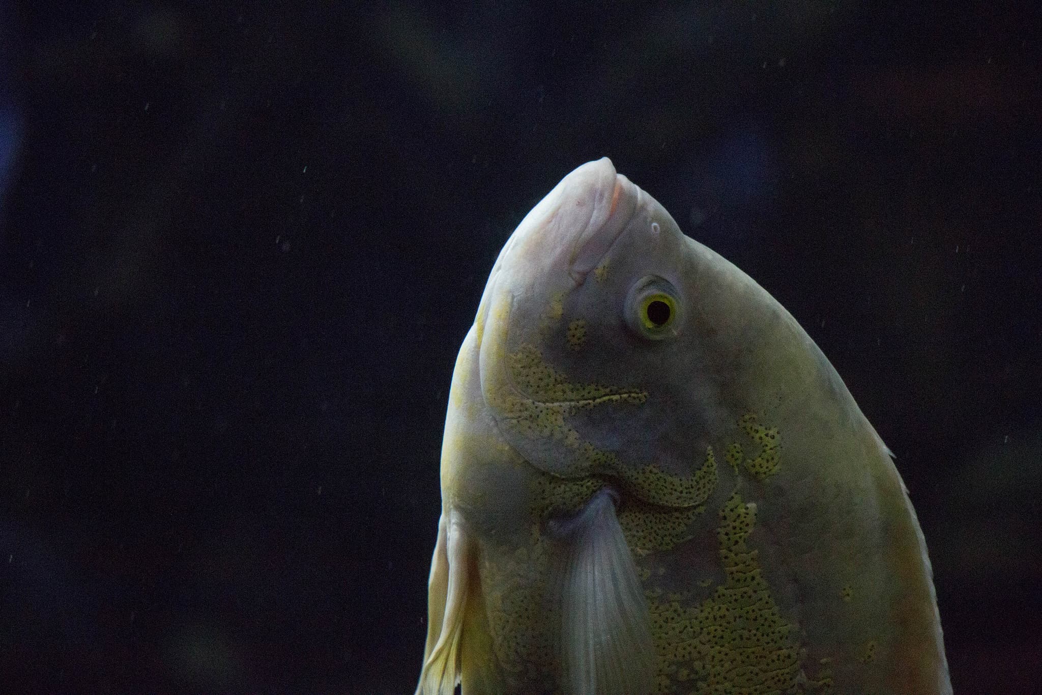 Oscar Cichlid