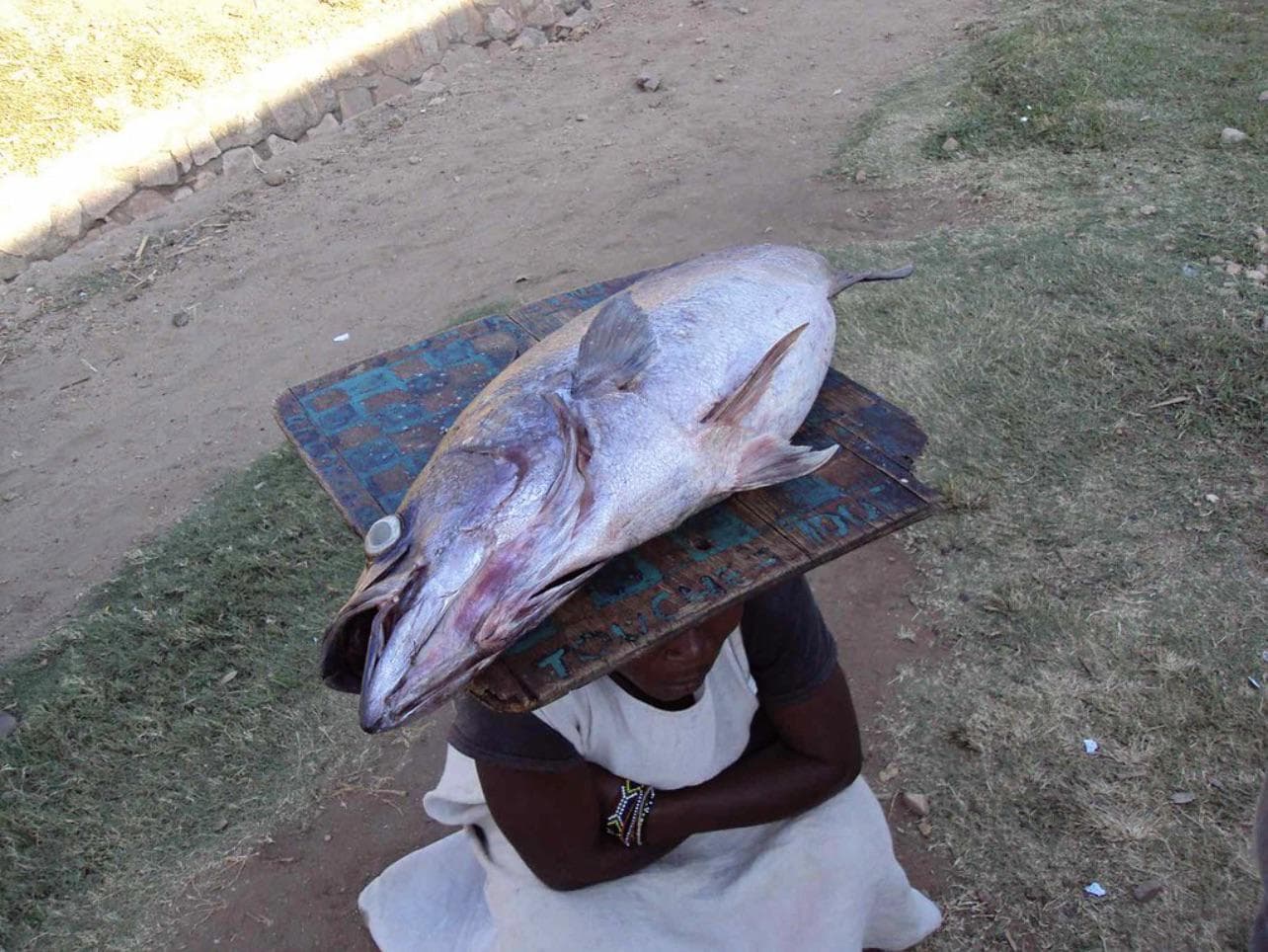 Tanganyika Perch