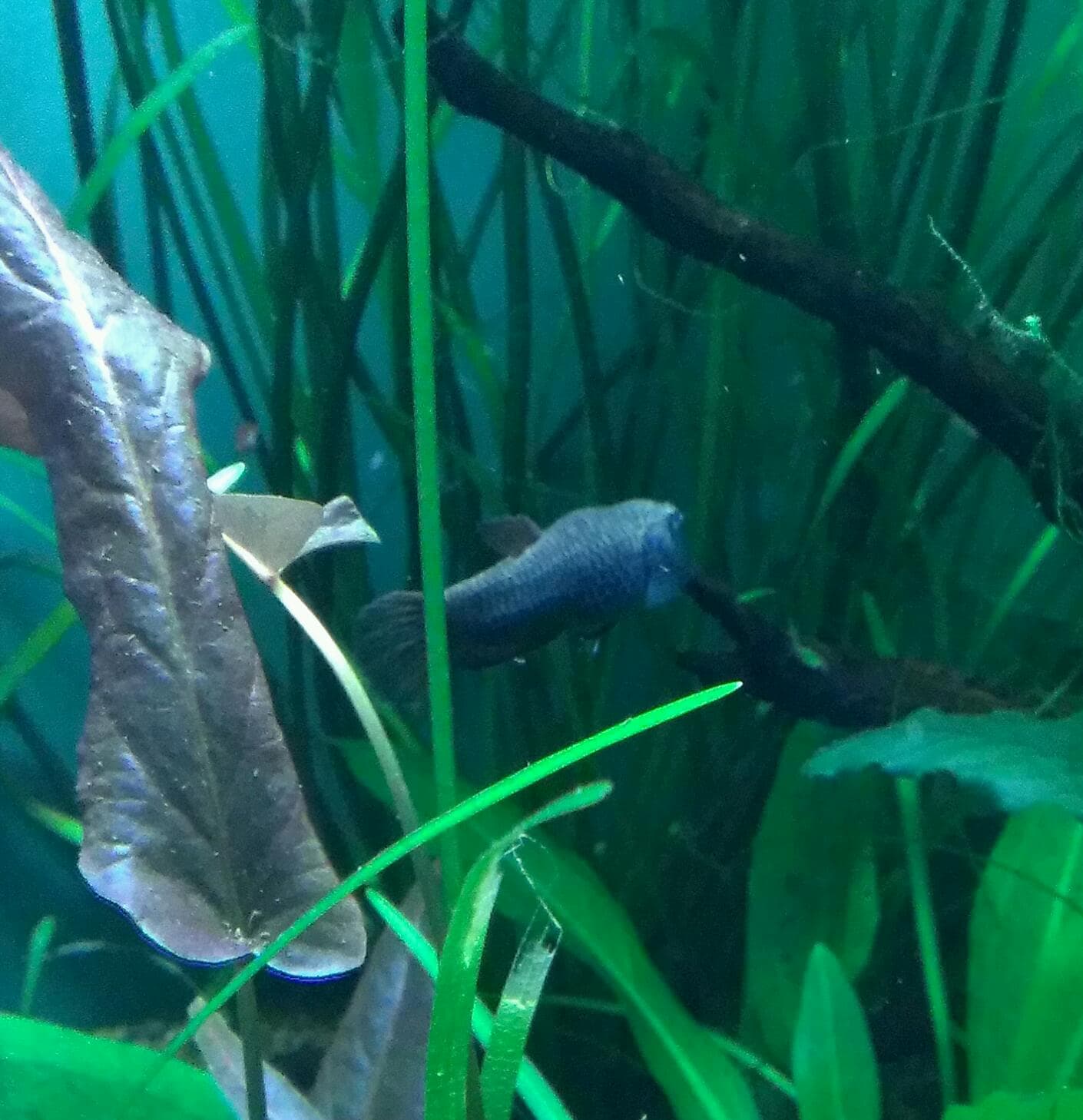 White-seam Betta