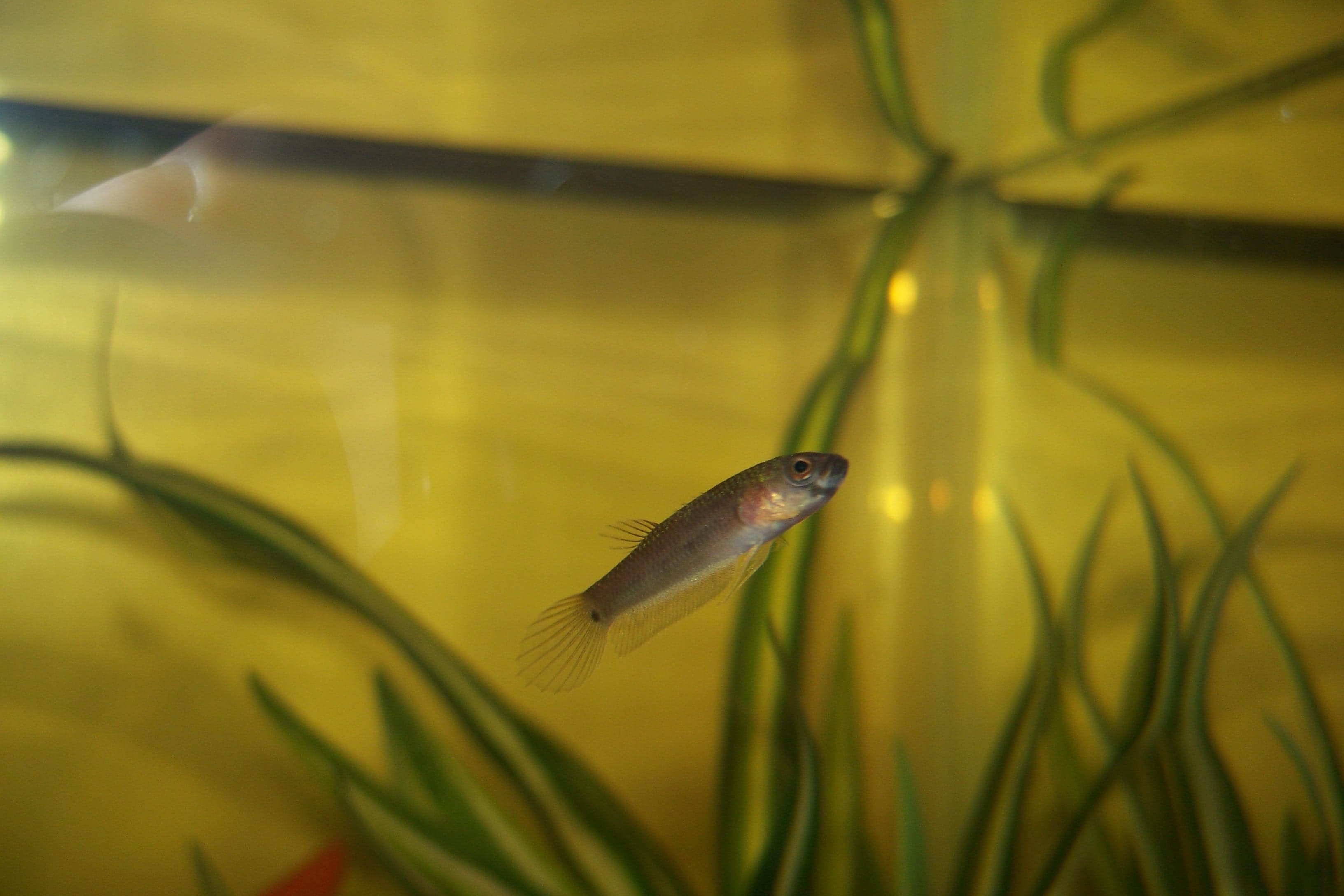 Pale-finned Betta