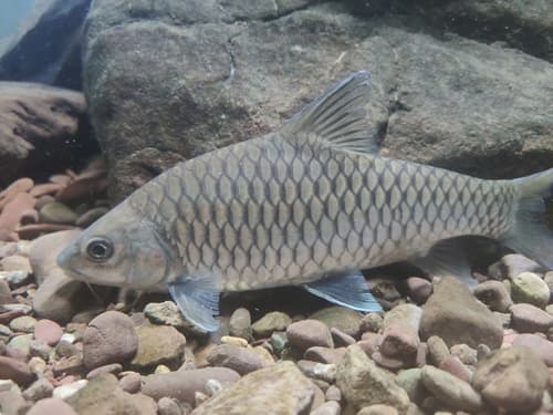Acehnese Mahseer