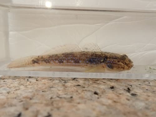 Virgate Goby