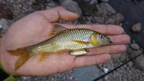 Half-spined Barb