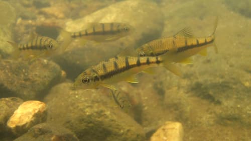 Acrossocheilus parallens