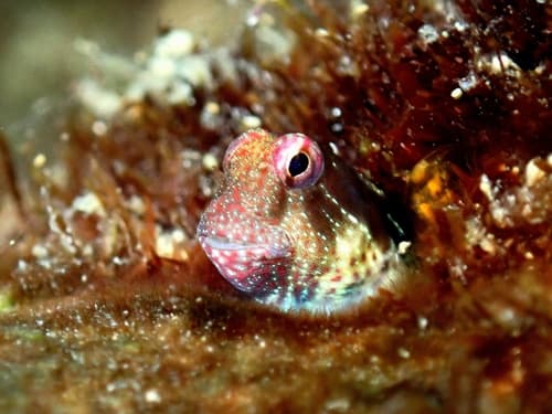 Aden Blenny