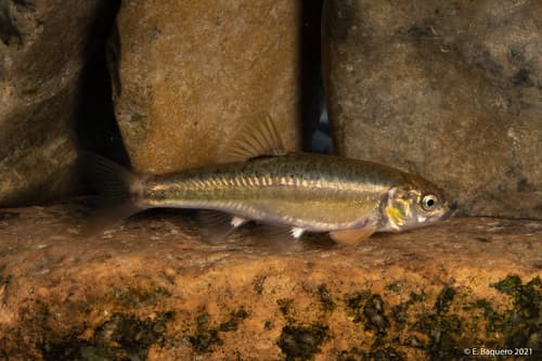 Adour Minnow