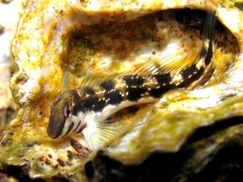 Adriatic Blenny
